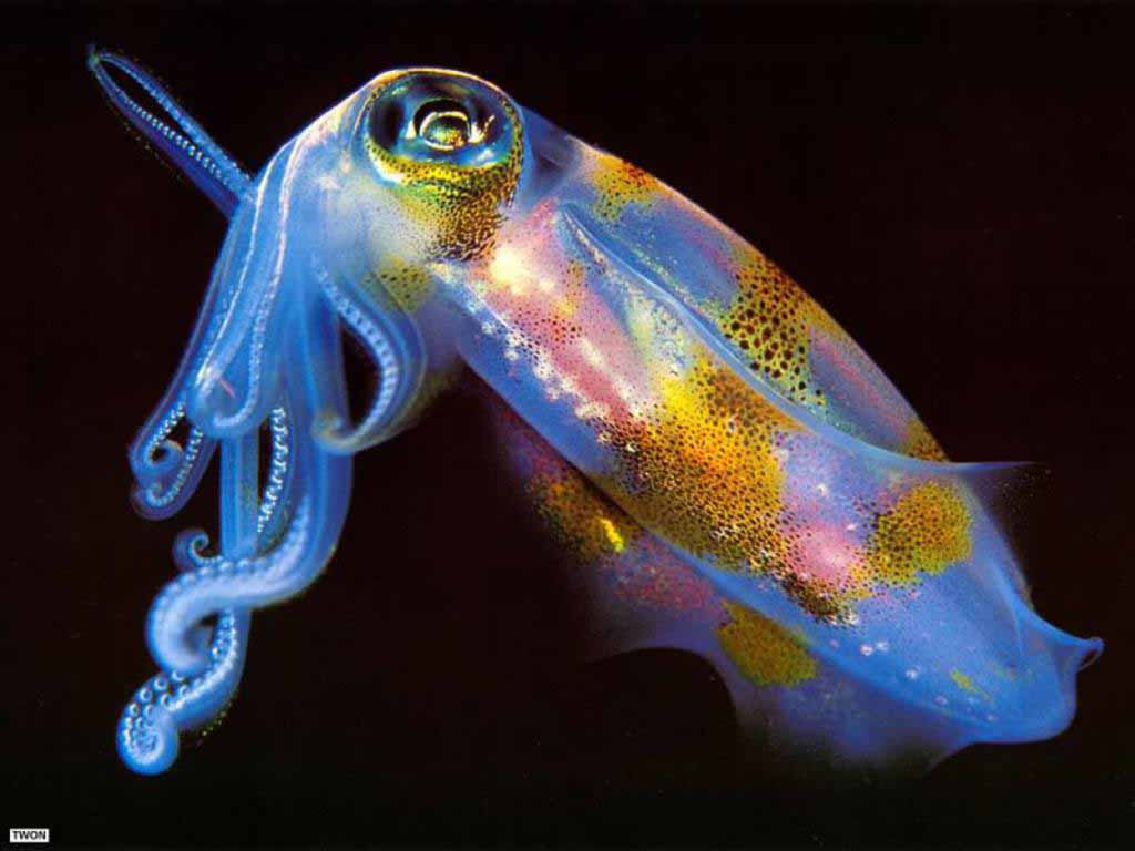 Cuttlefishes Wallpapers