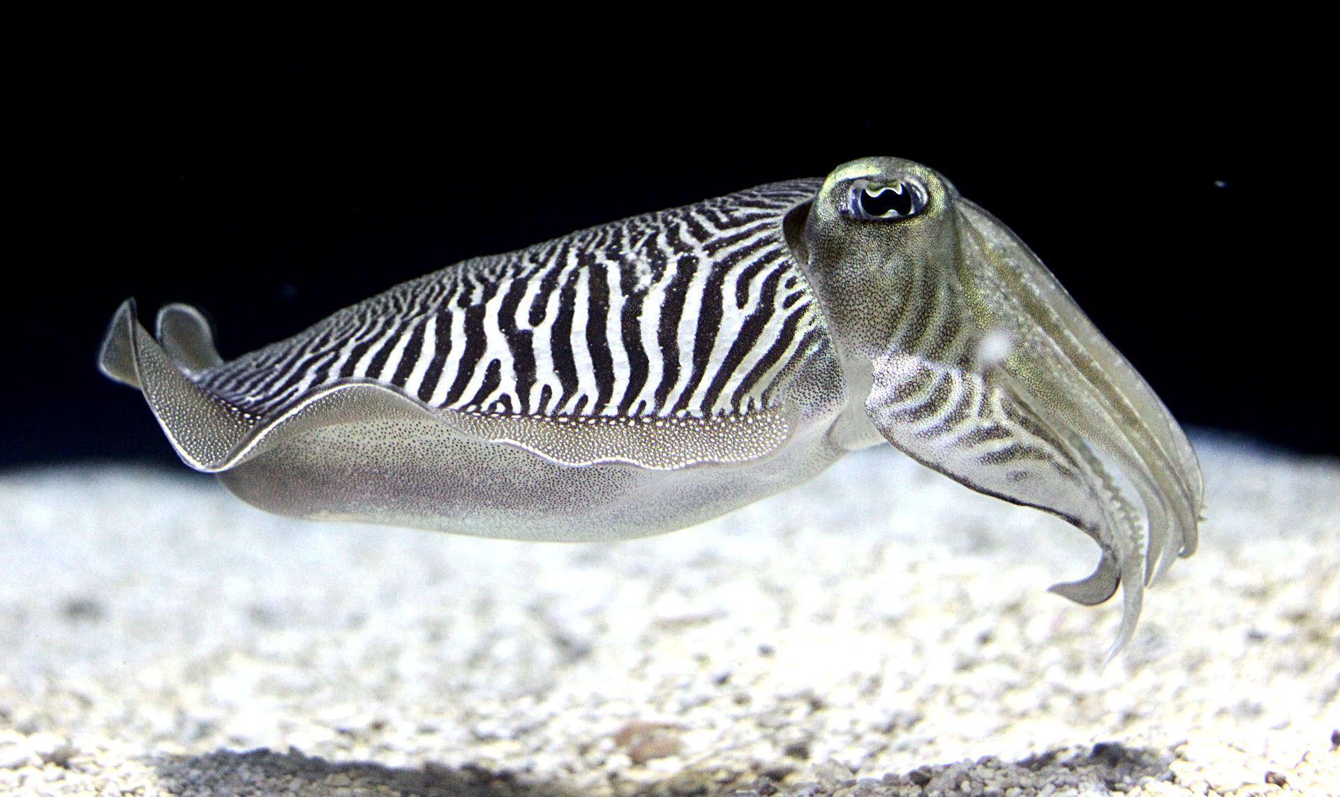 Cuttlefishes Wallpapers