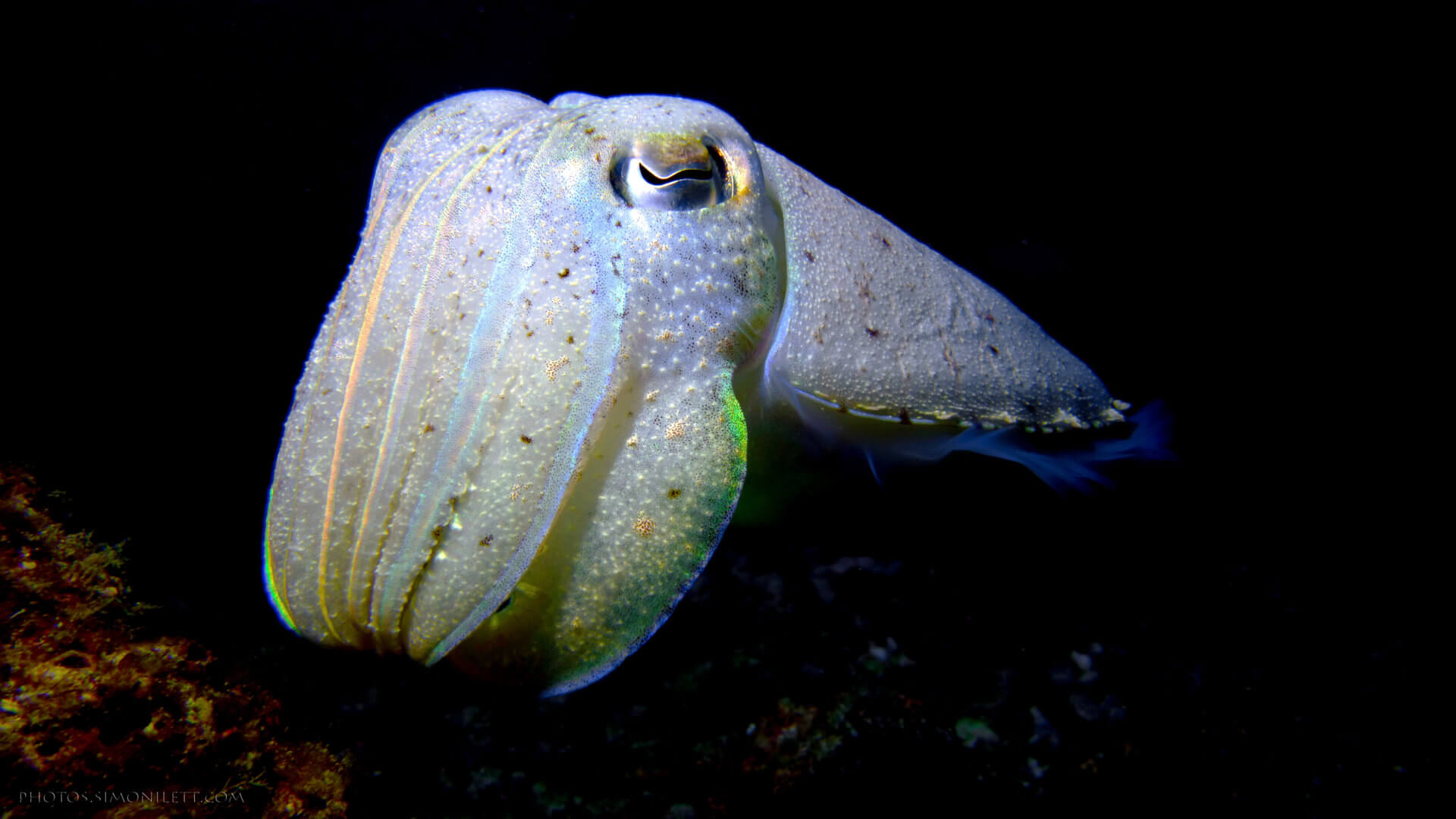 Cuttlefishes Wallpapers