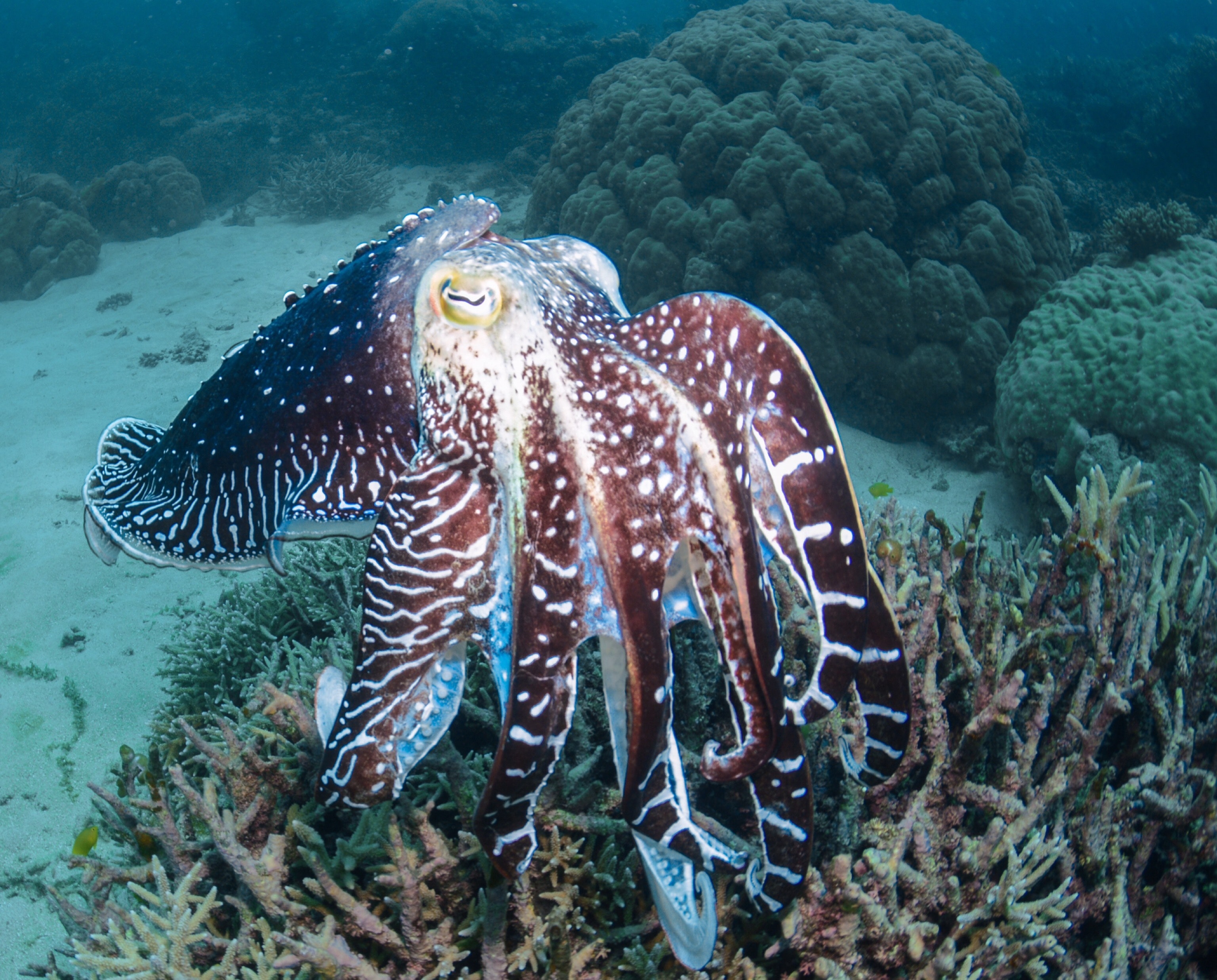 Cuttlefishes Wallpapers