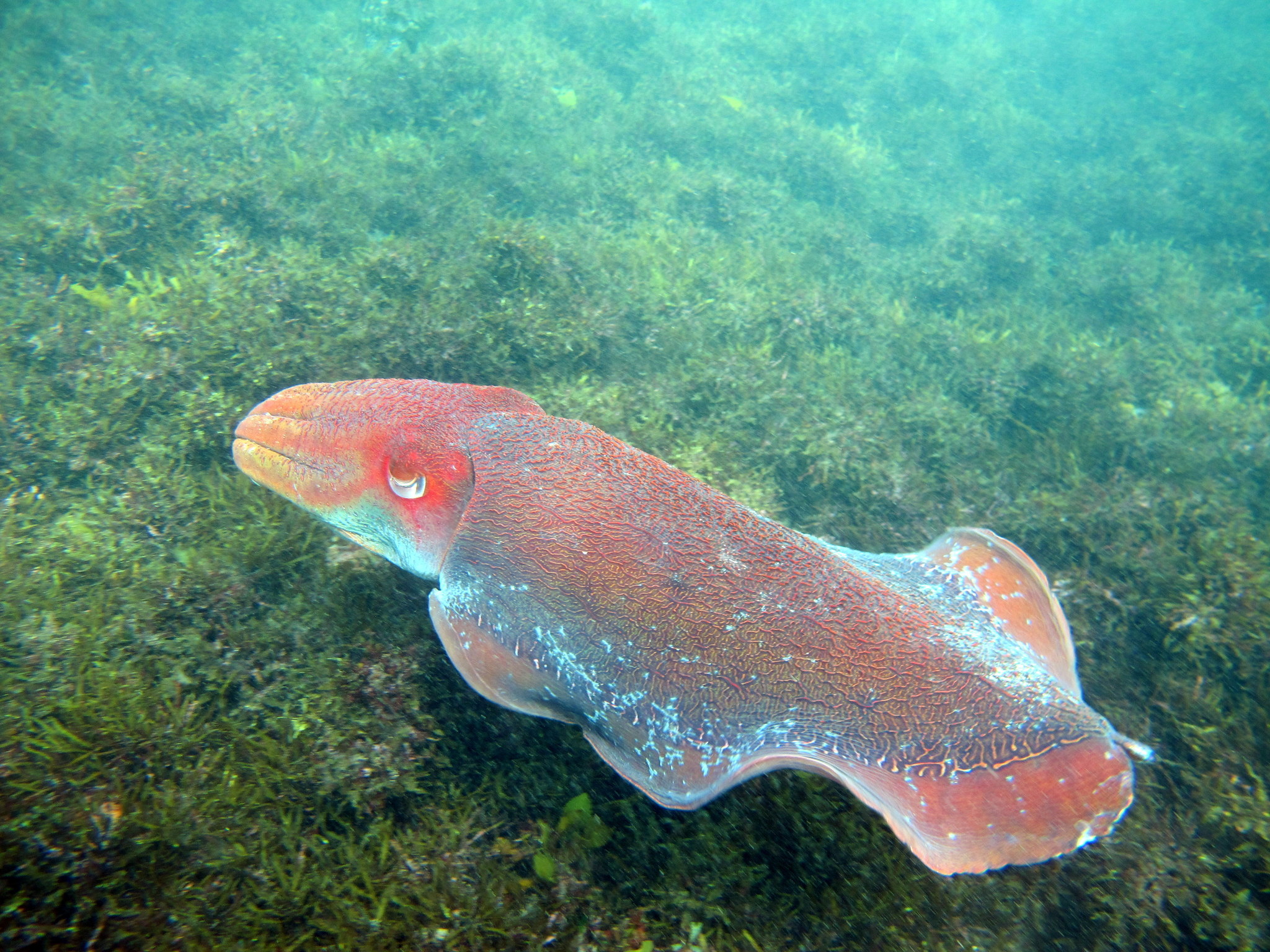 Cuttlefishes Wallpapers