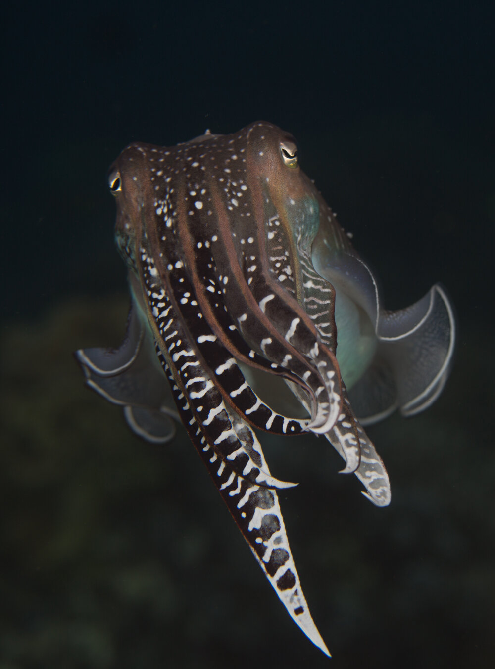Cuttlefishes Wallpapers