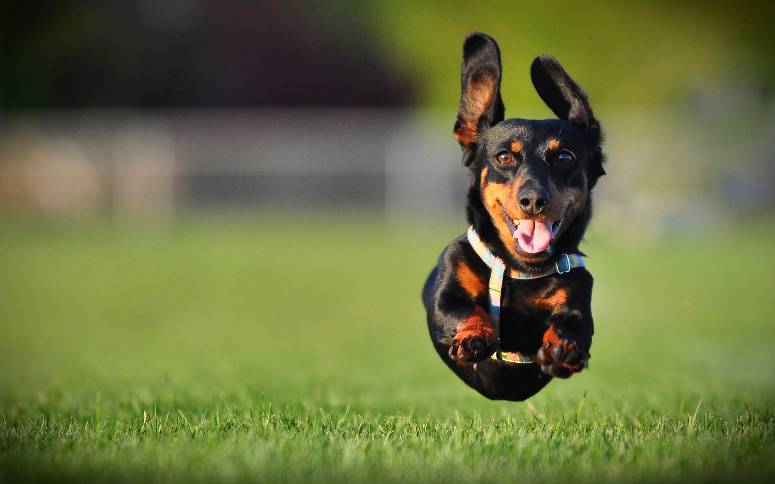Dachshund Wallpapers
