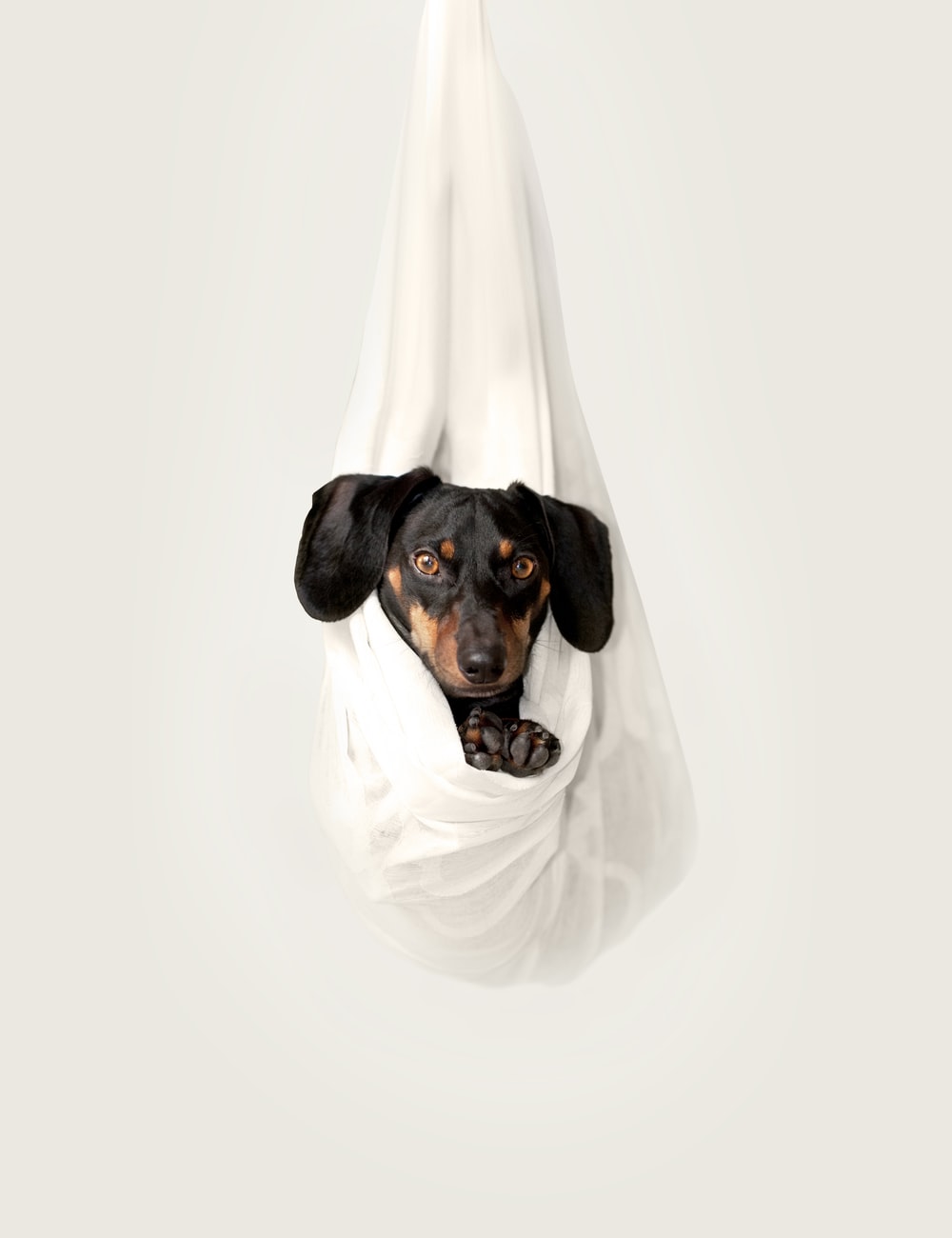 Dachshund Wallpapers