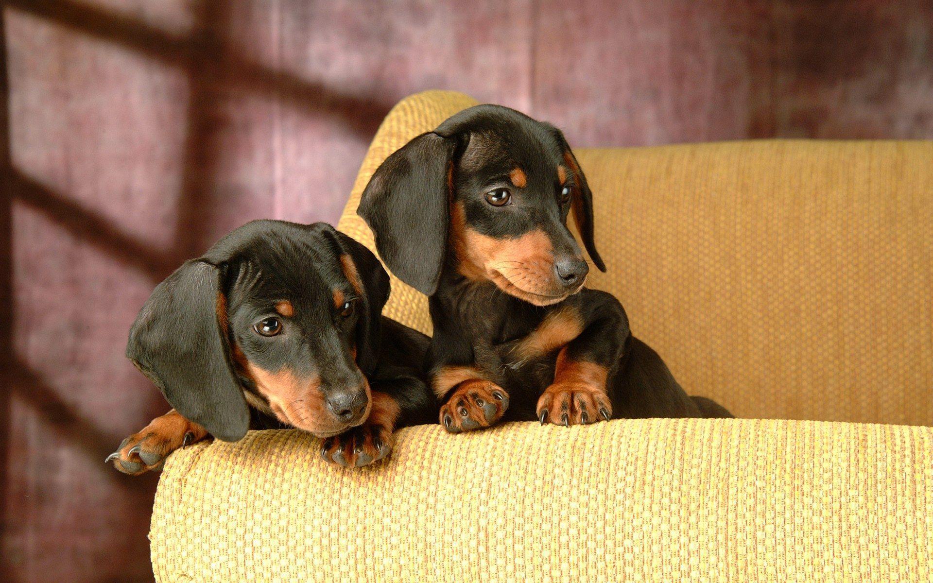 Dachshund Wallpapers