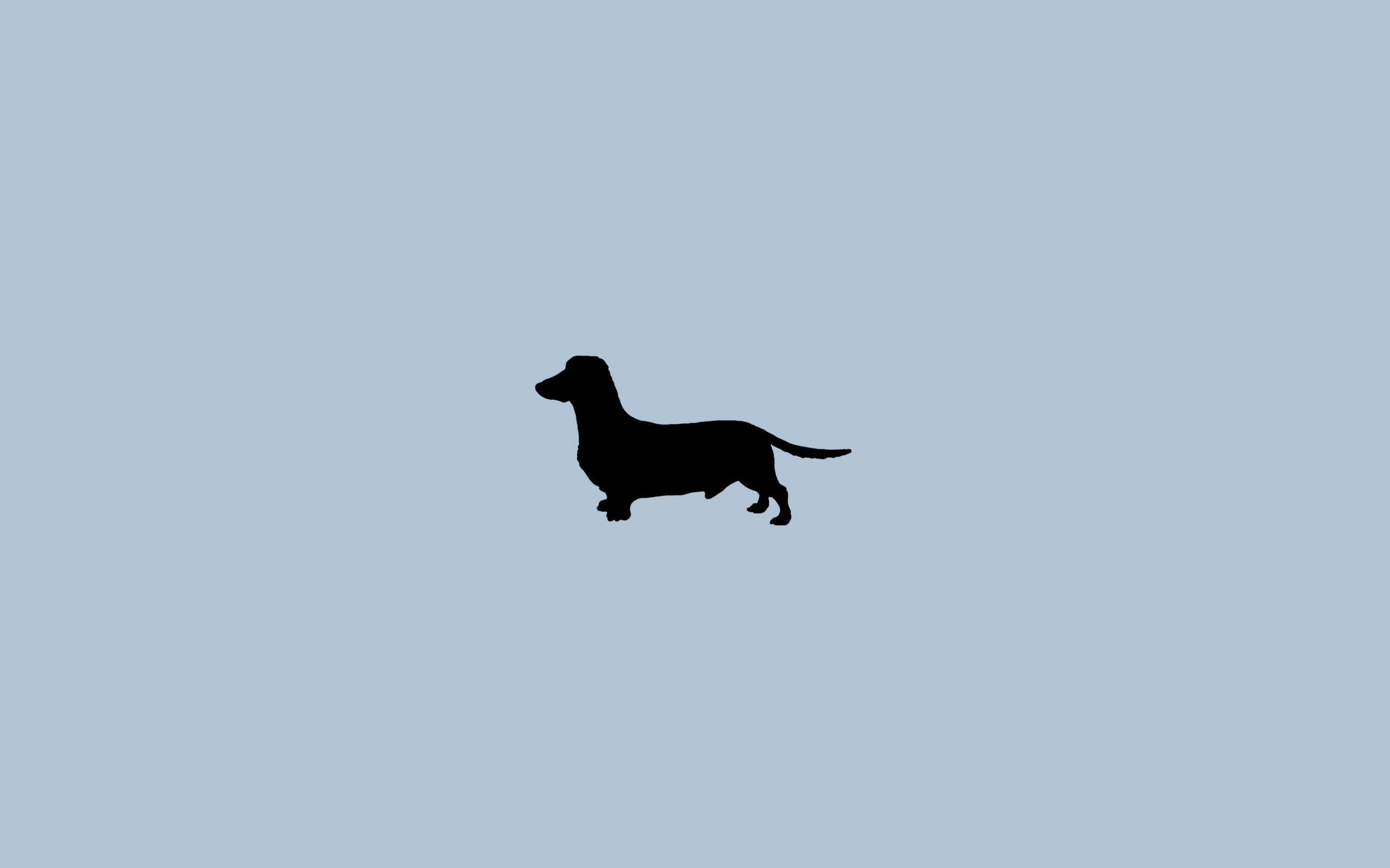 Dachshund Wallpapers