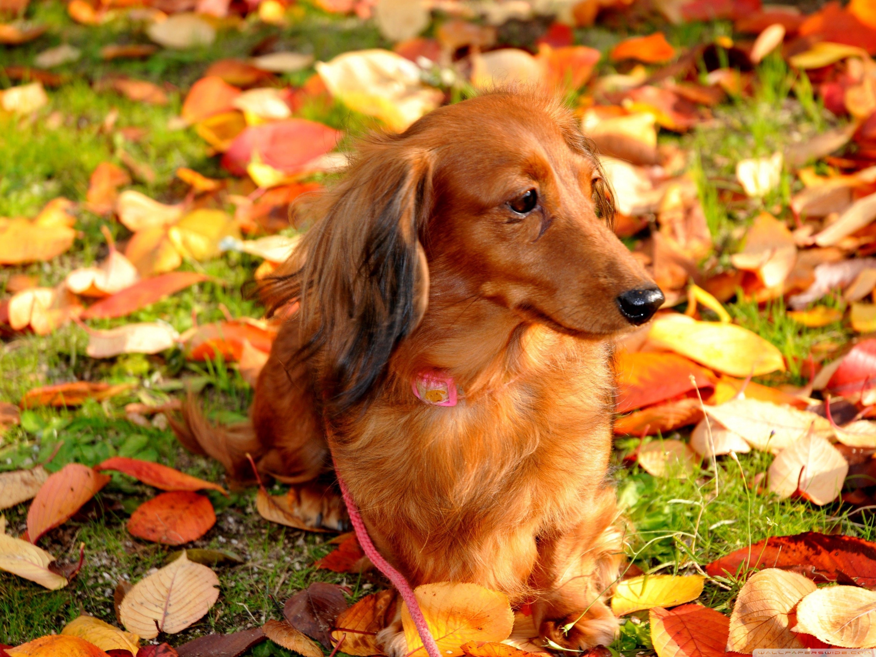 Dachshund Wallpapers