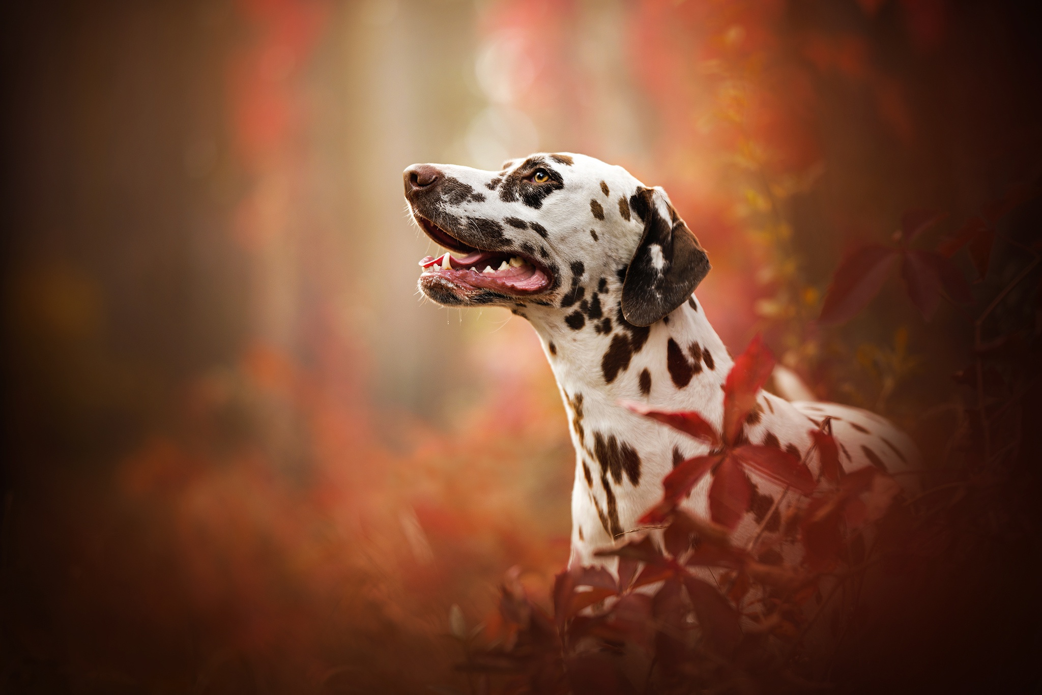 Dalmatian Wallpapers