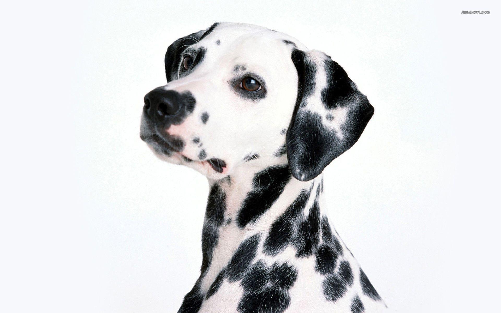 Dalmatian Wallpapers