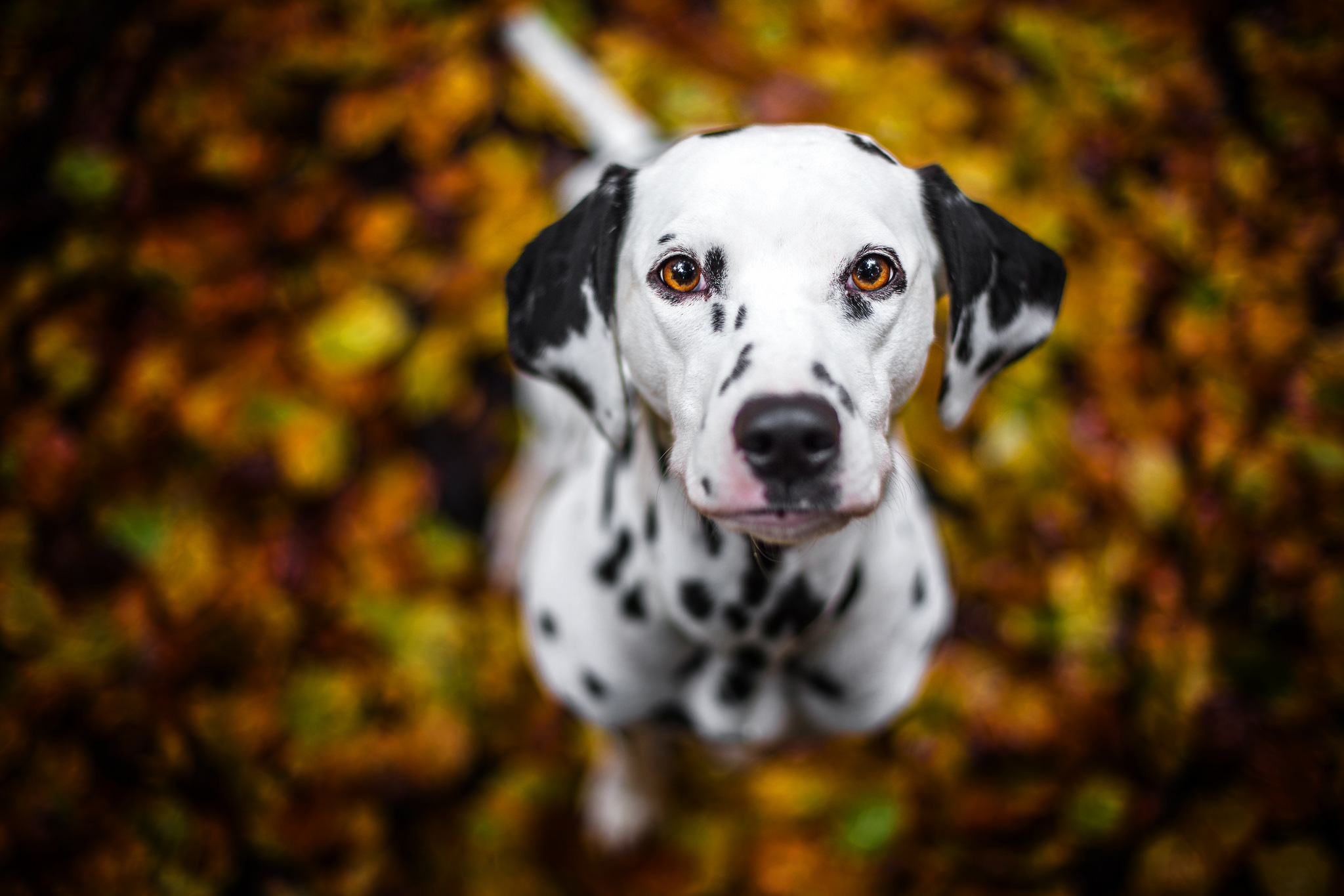 Dalmatian Wallpapers