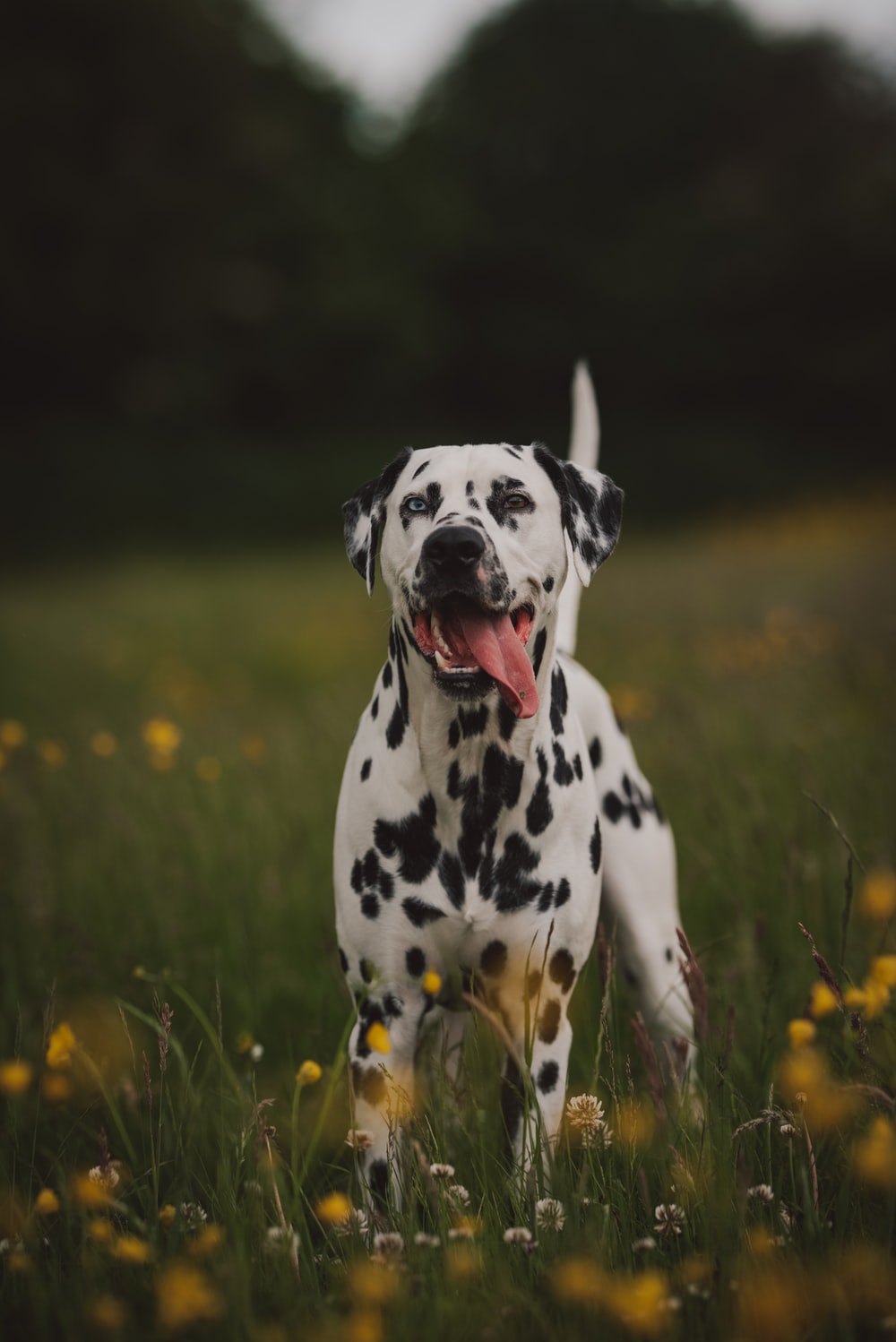 Dalmatian Wallpapers