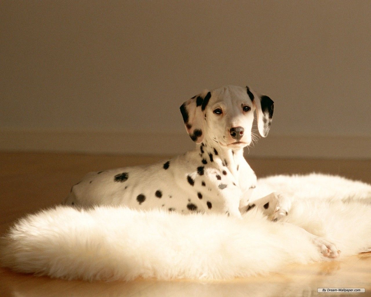 Dalmatian Wallpapers