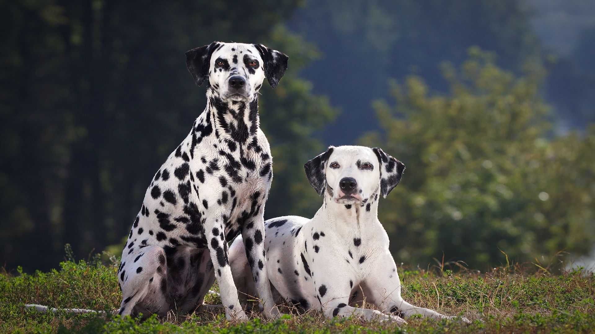 Dalmatian Wallpapers