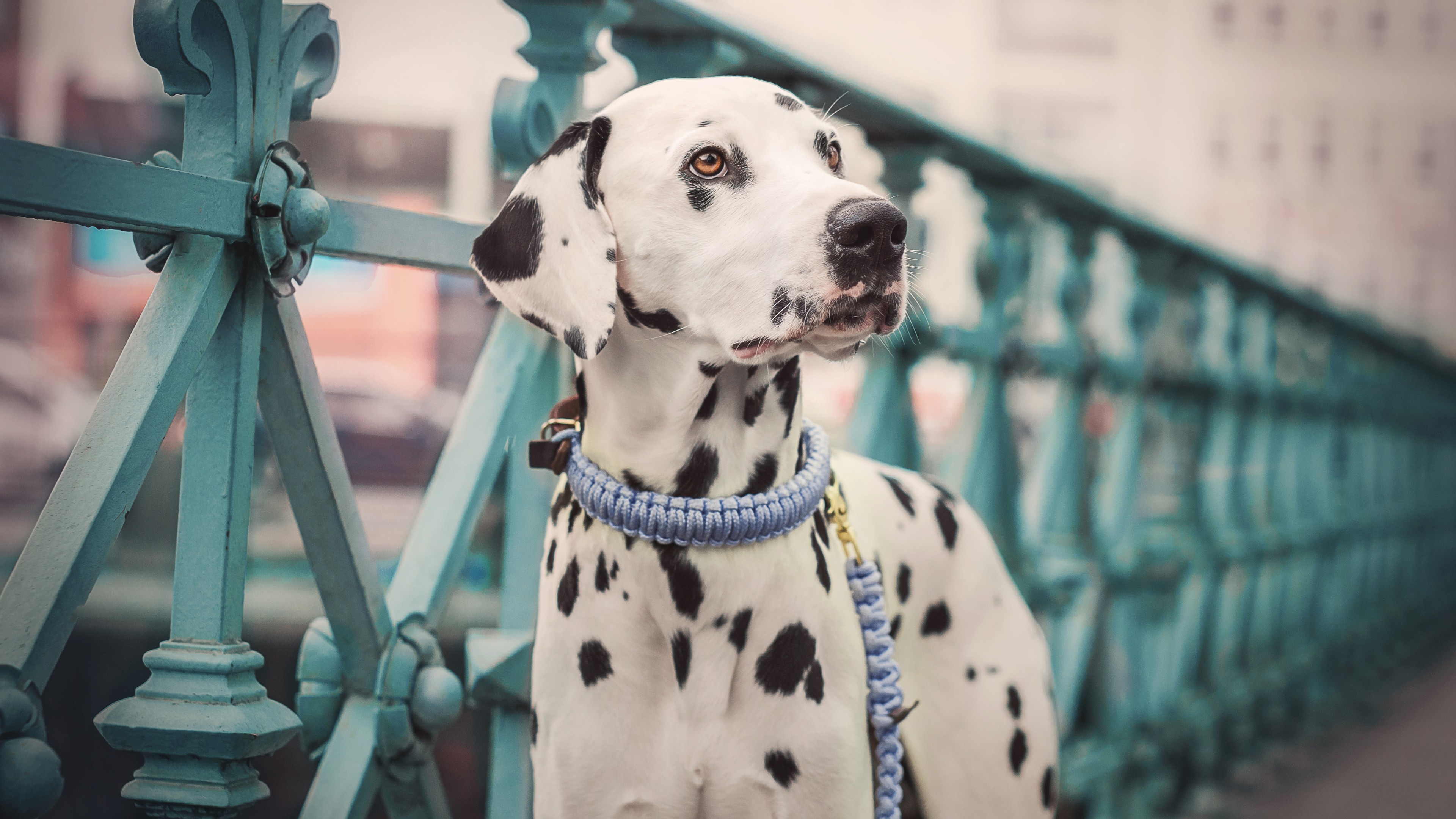 Dalmatian Wallpapers