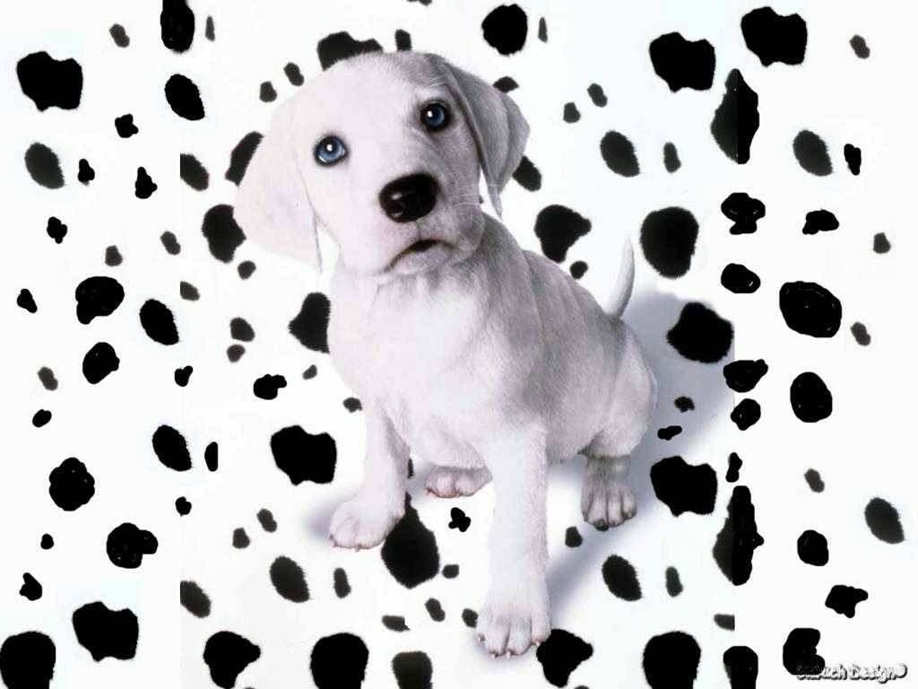 Dalmatian Wallpapers