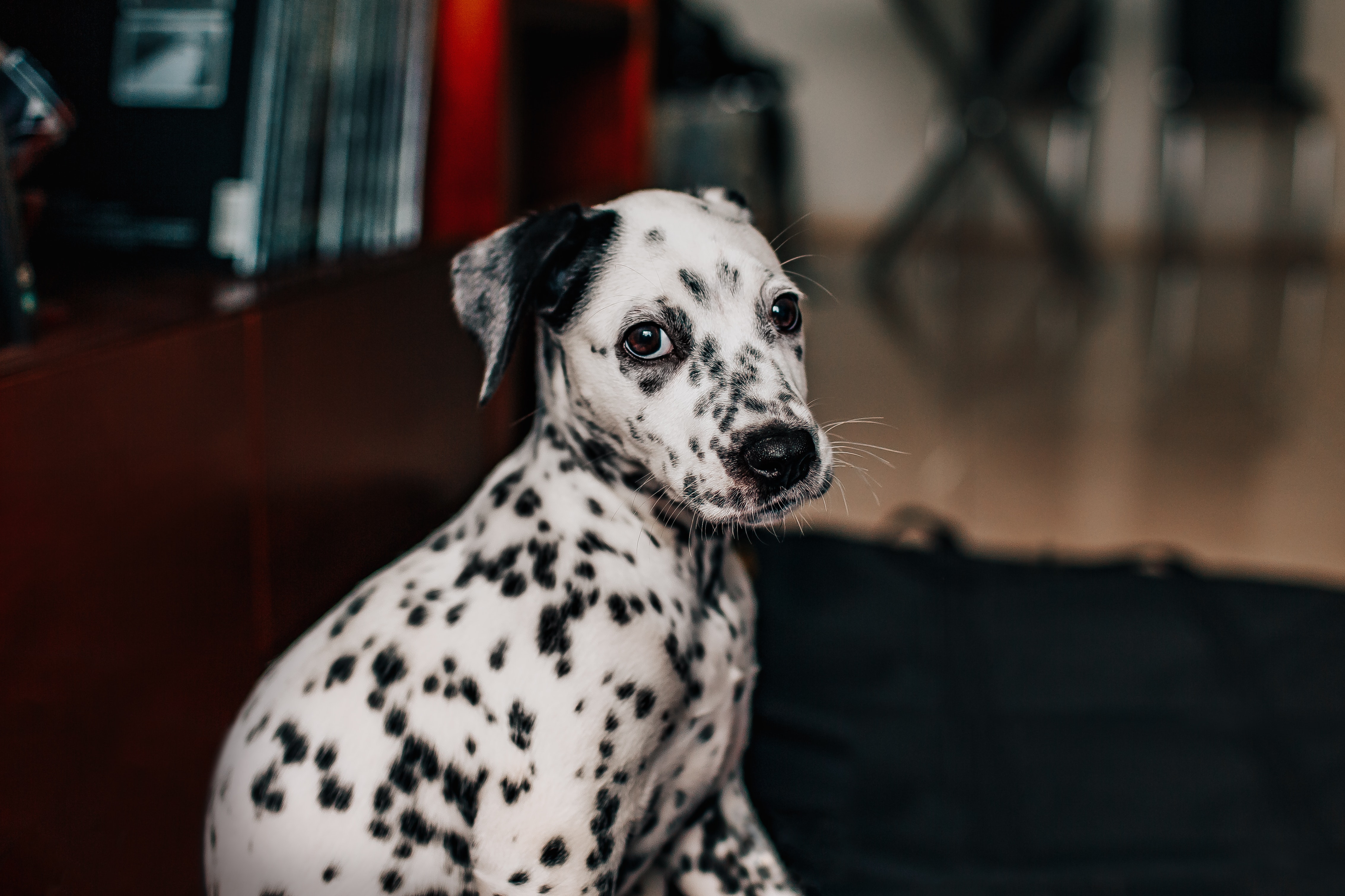 Dalmatian Wallpapers