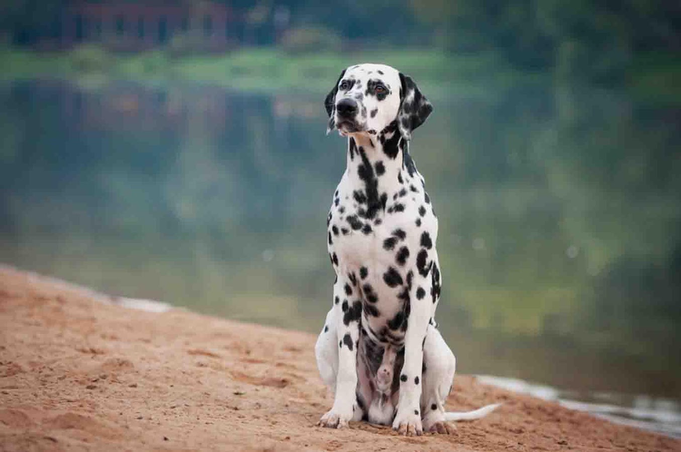 Dalmatian Wallpapers