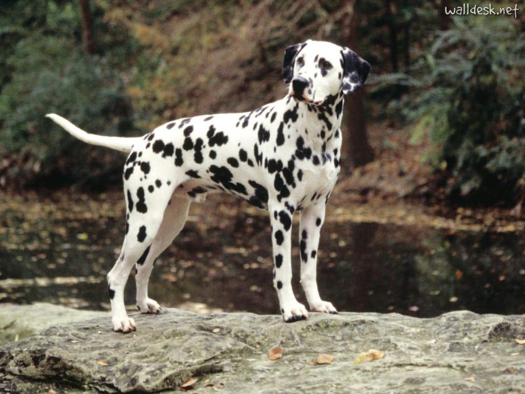 Dalmatian Wallpapers