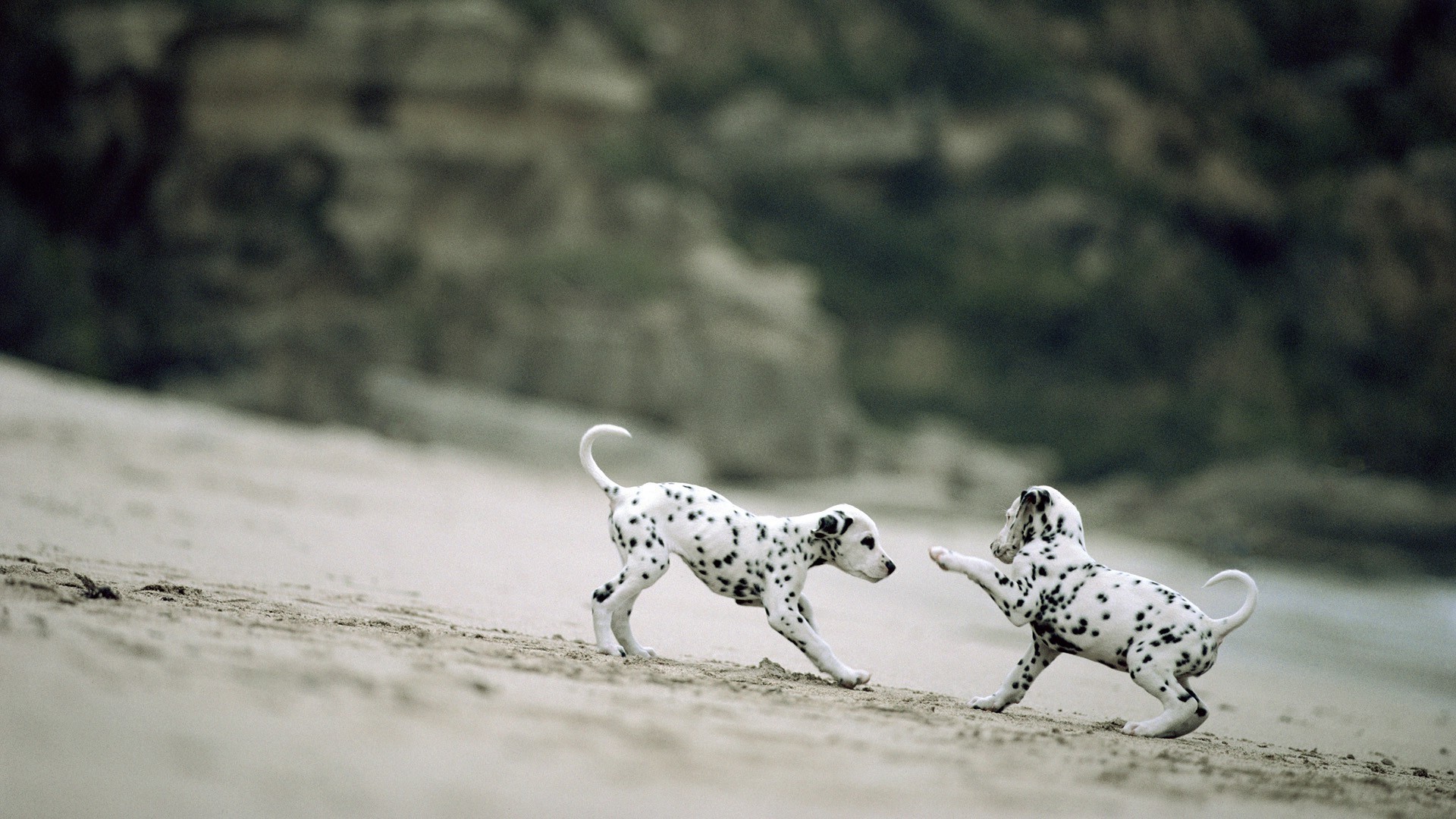 Dalmatian Wallpapers