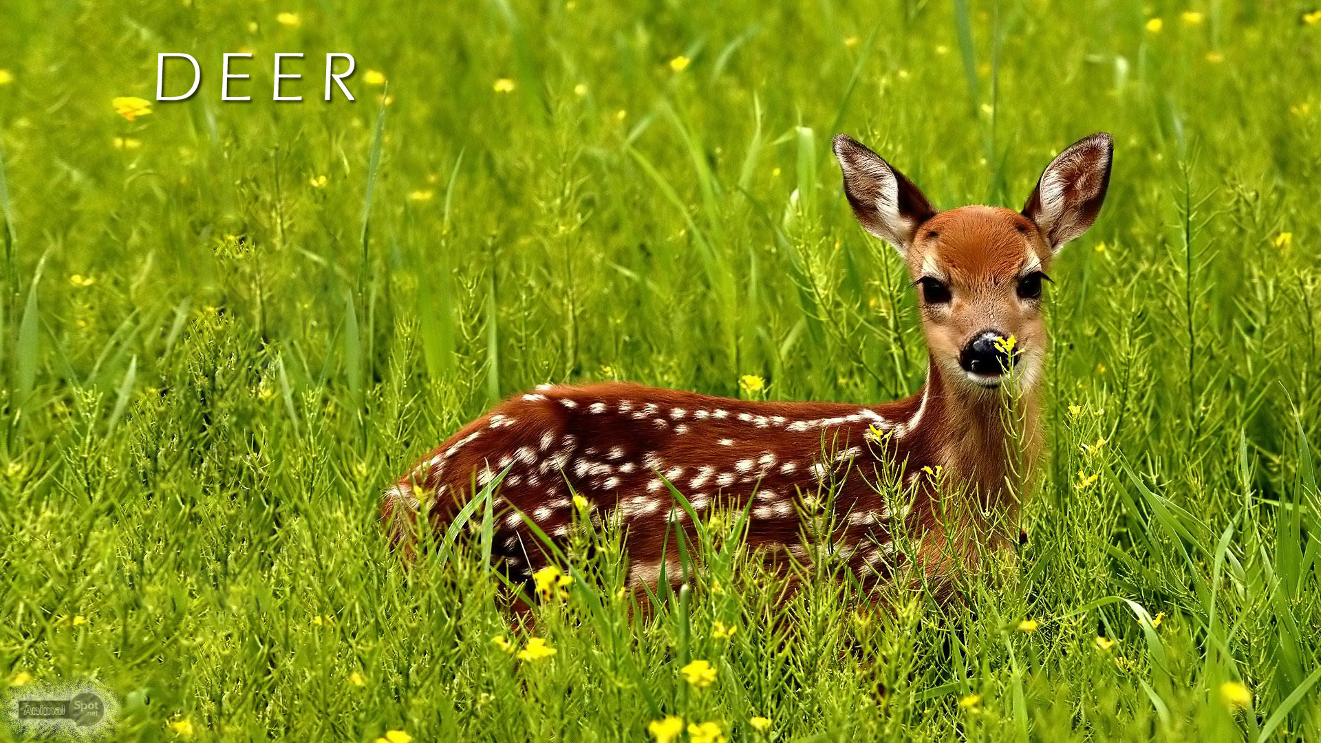 Deer Wallpapers