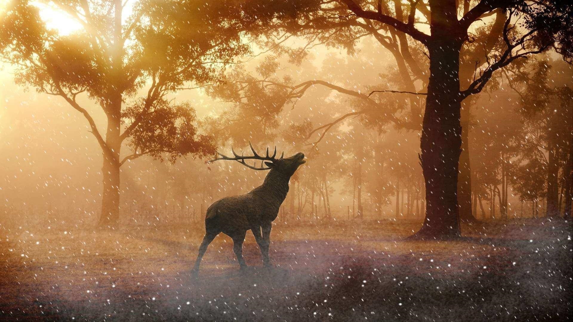 Deer Wallpapers