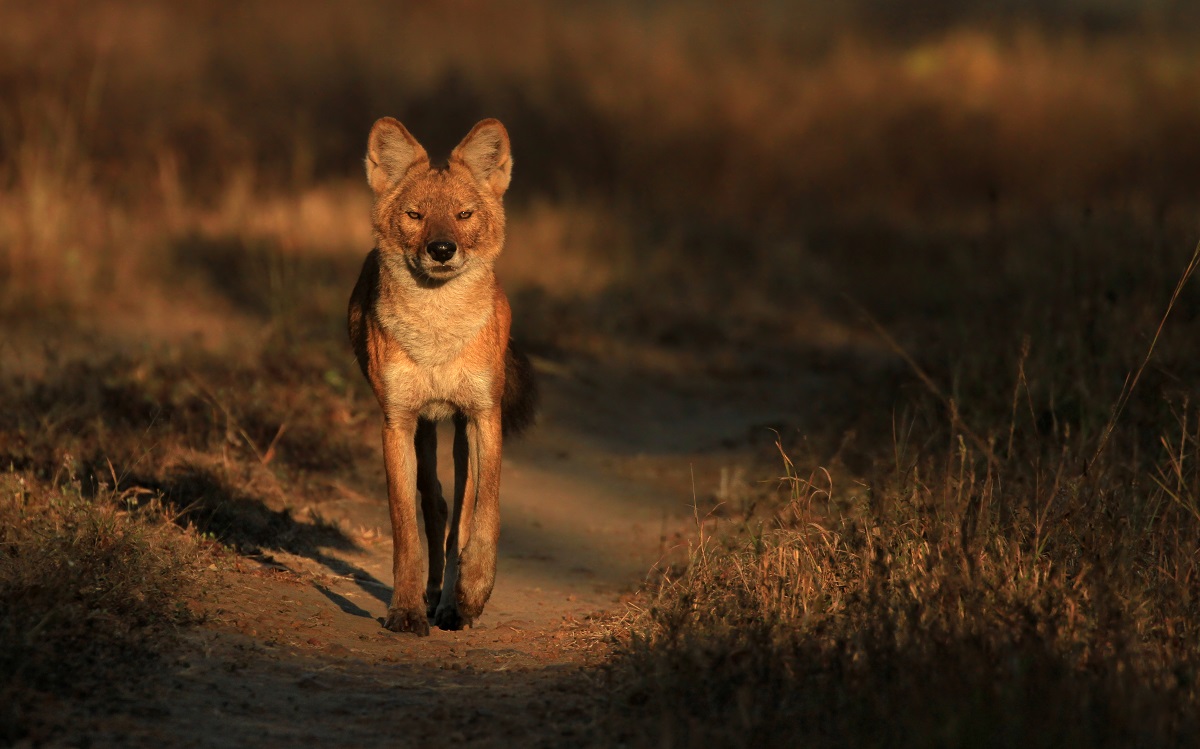 Dhole Wallpapers