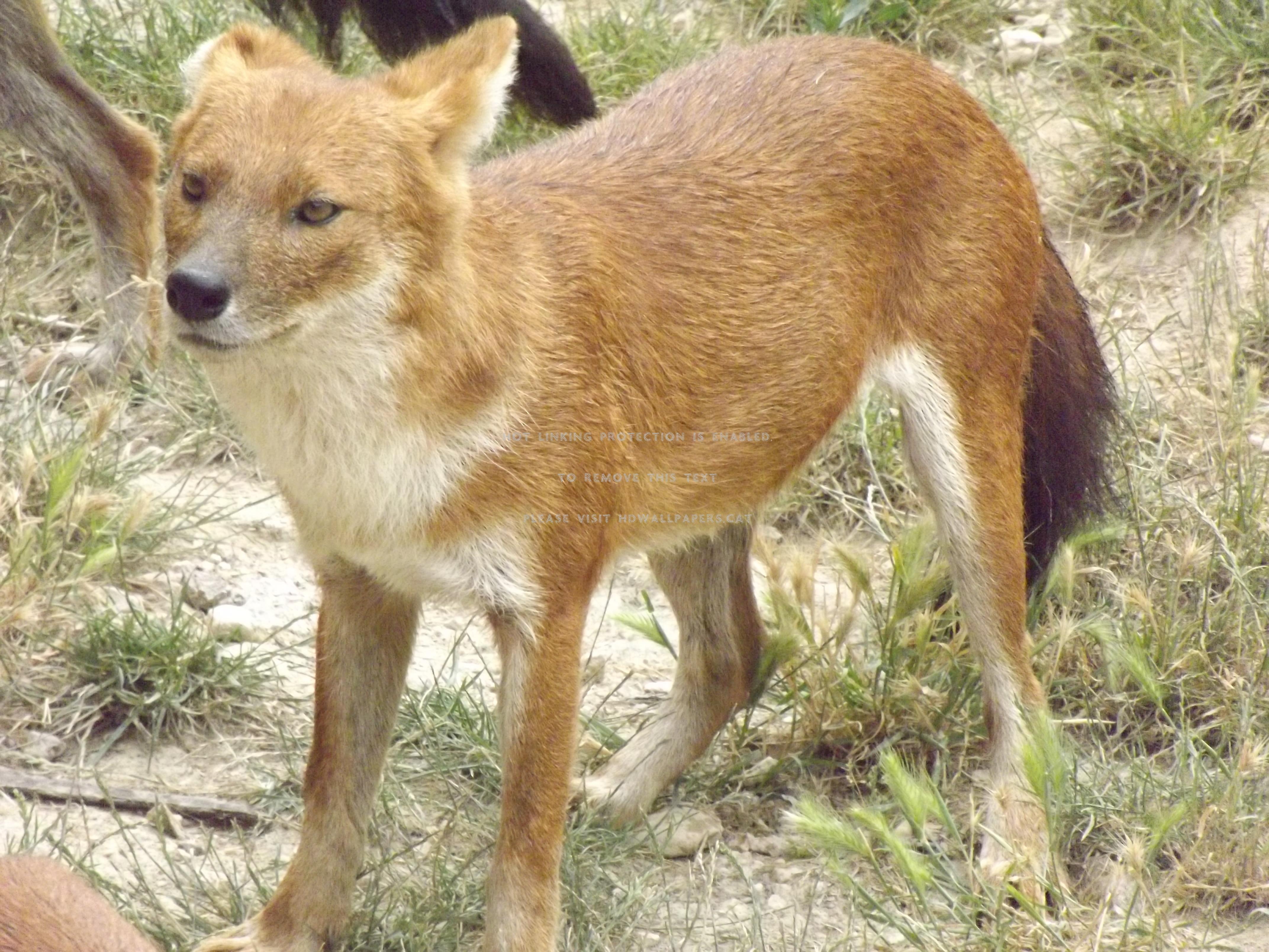 Dhole Wallpapers