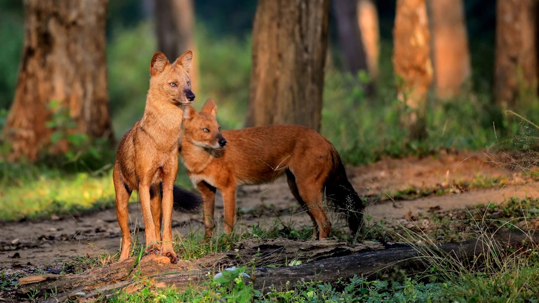 Dhole Wallpapers