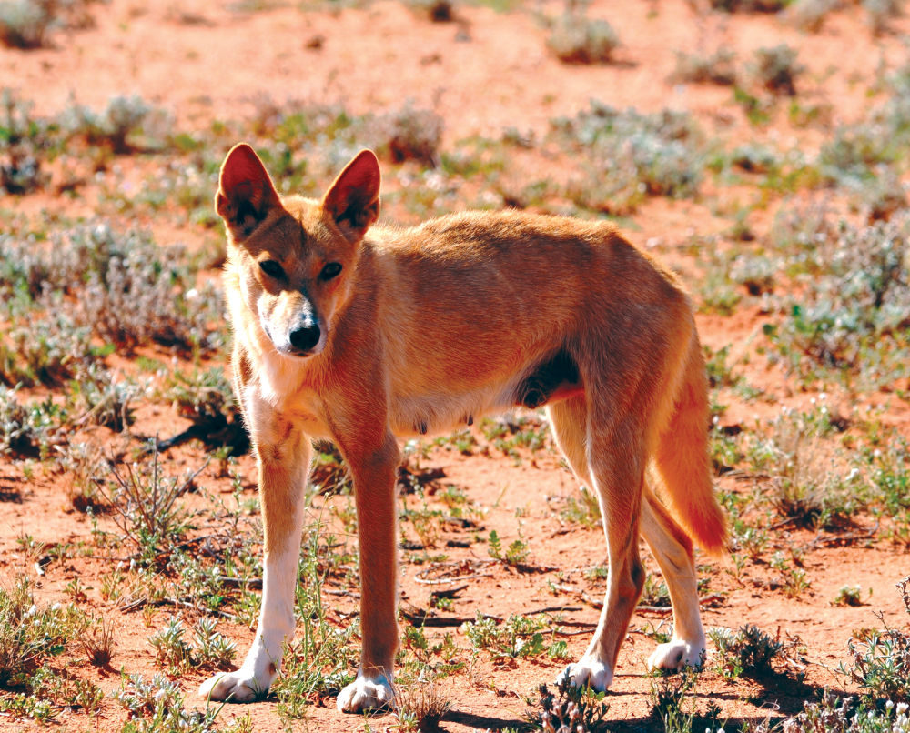 Dingo Wallpapers