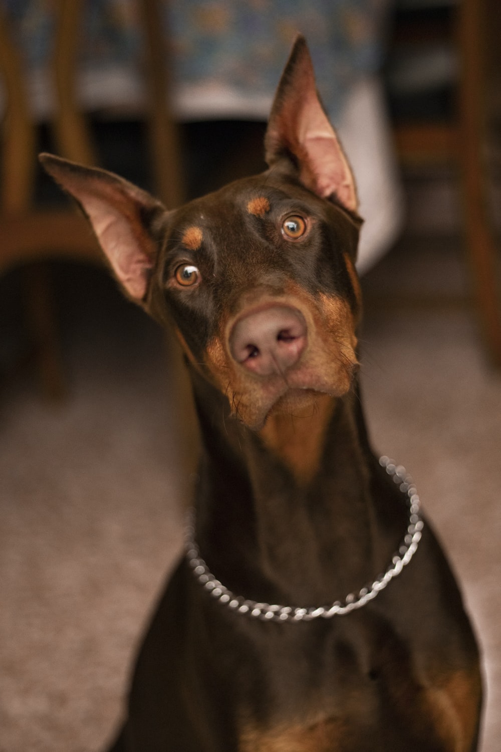 Doberman Pinscher Wallpapers