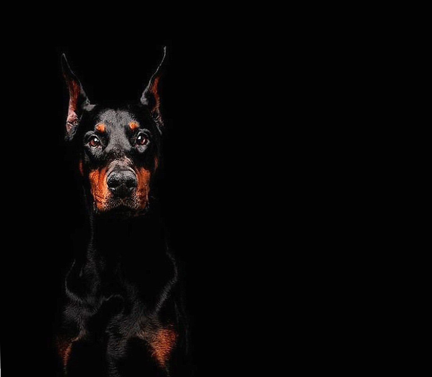 Doberman Pinscher Wallpapers