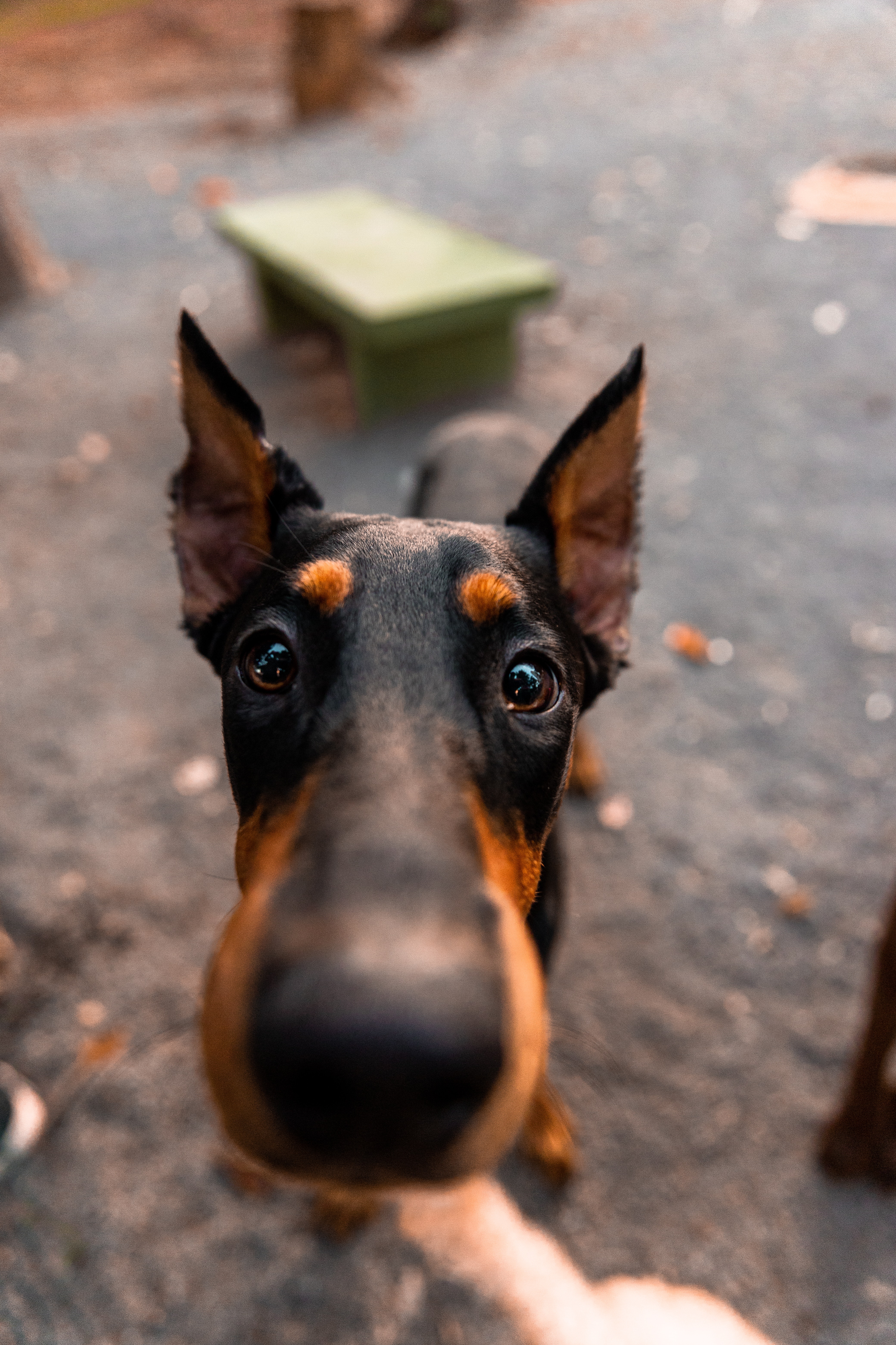 Doberman Pinscher Wallpapers