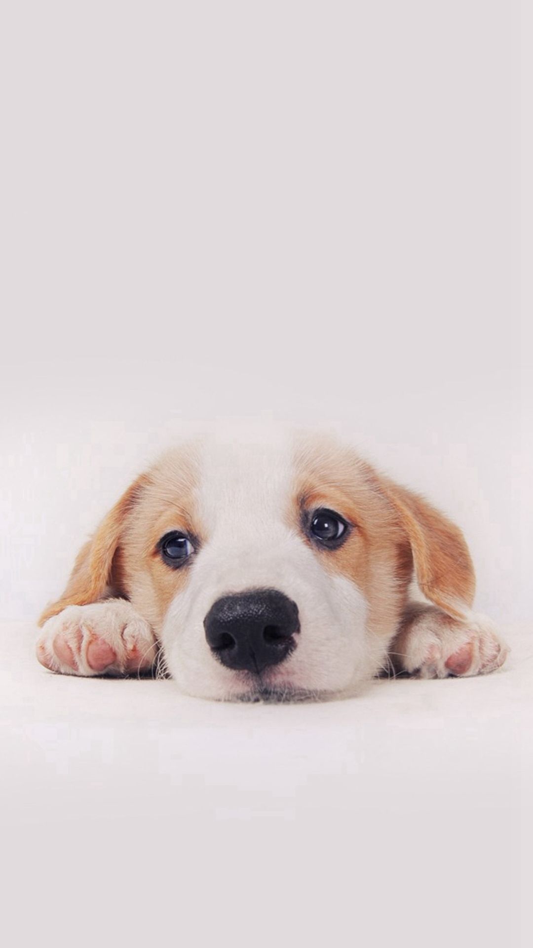 Dog Wallpapers