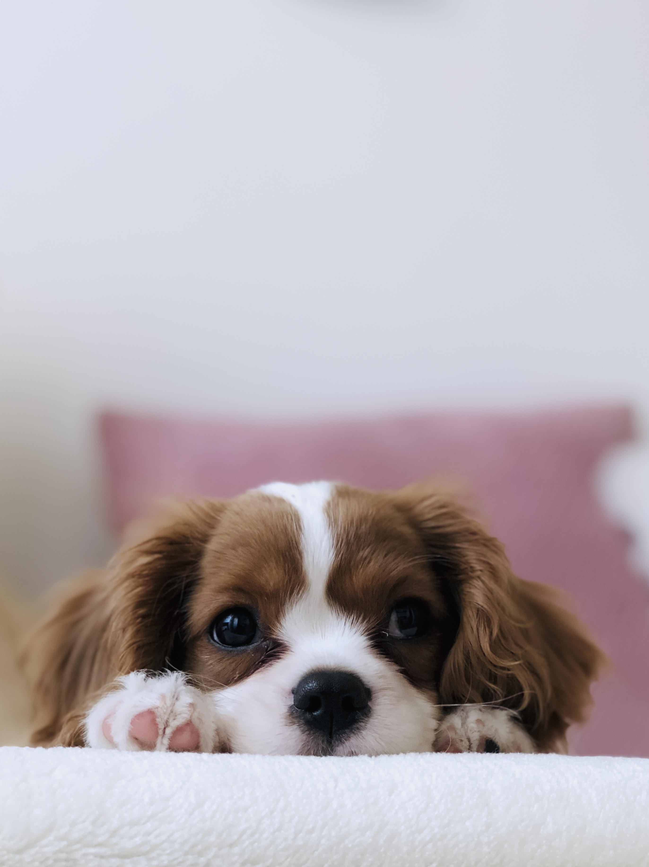 Dog Wallpapers