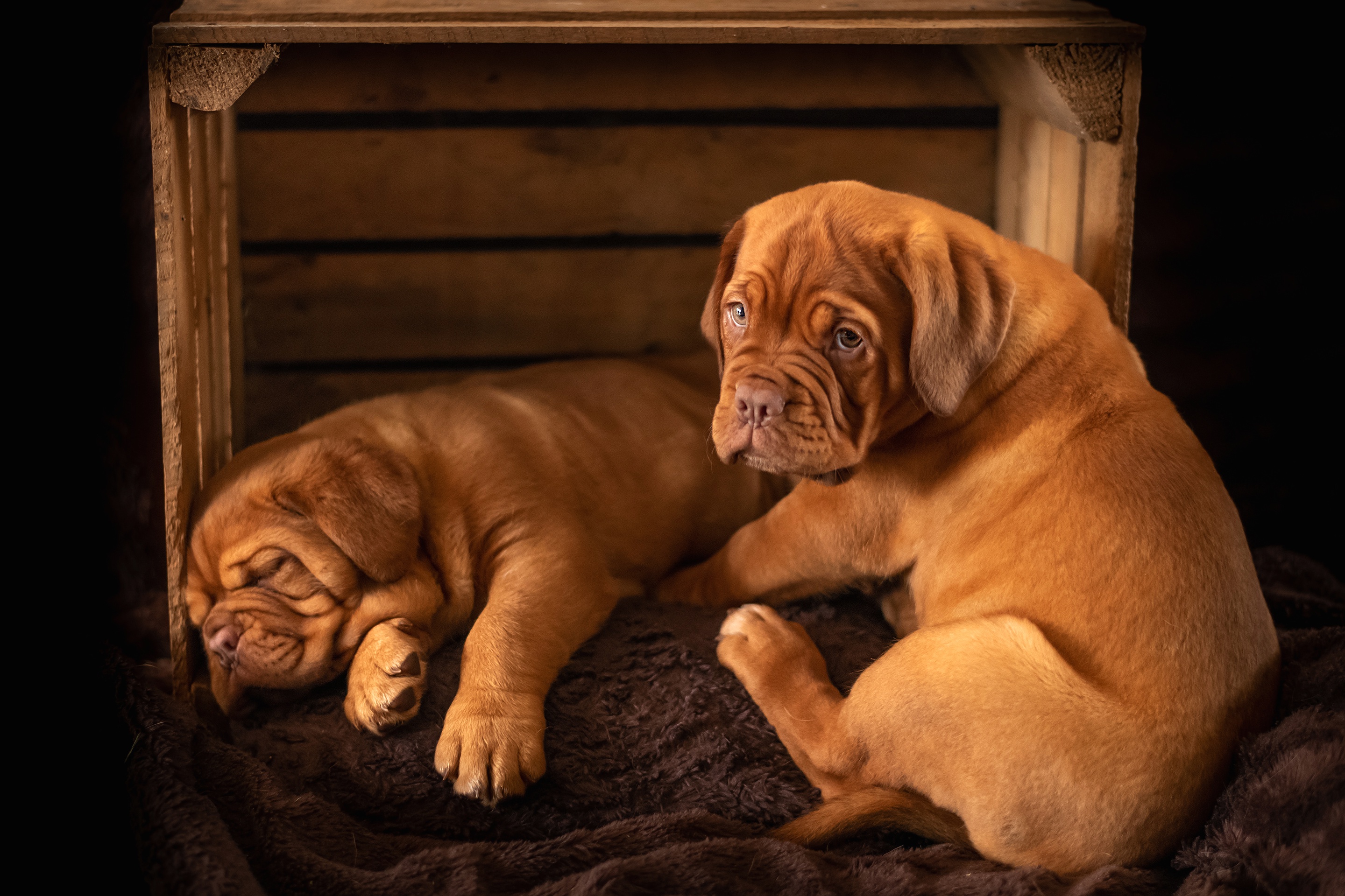 Dogue De Bordeaux Wallpapers