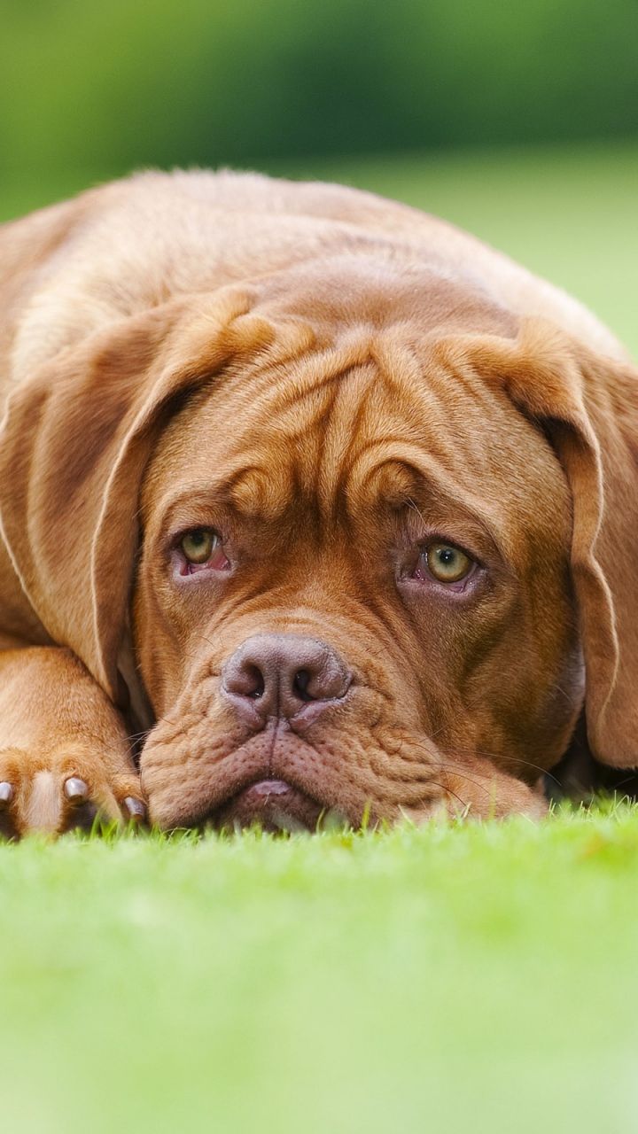 Dogue De Bordeaux Wallpapers