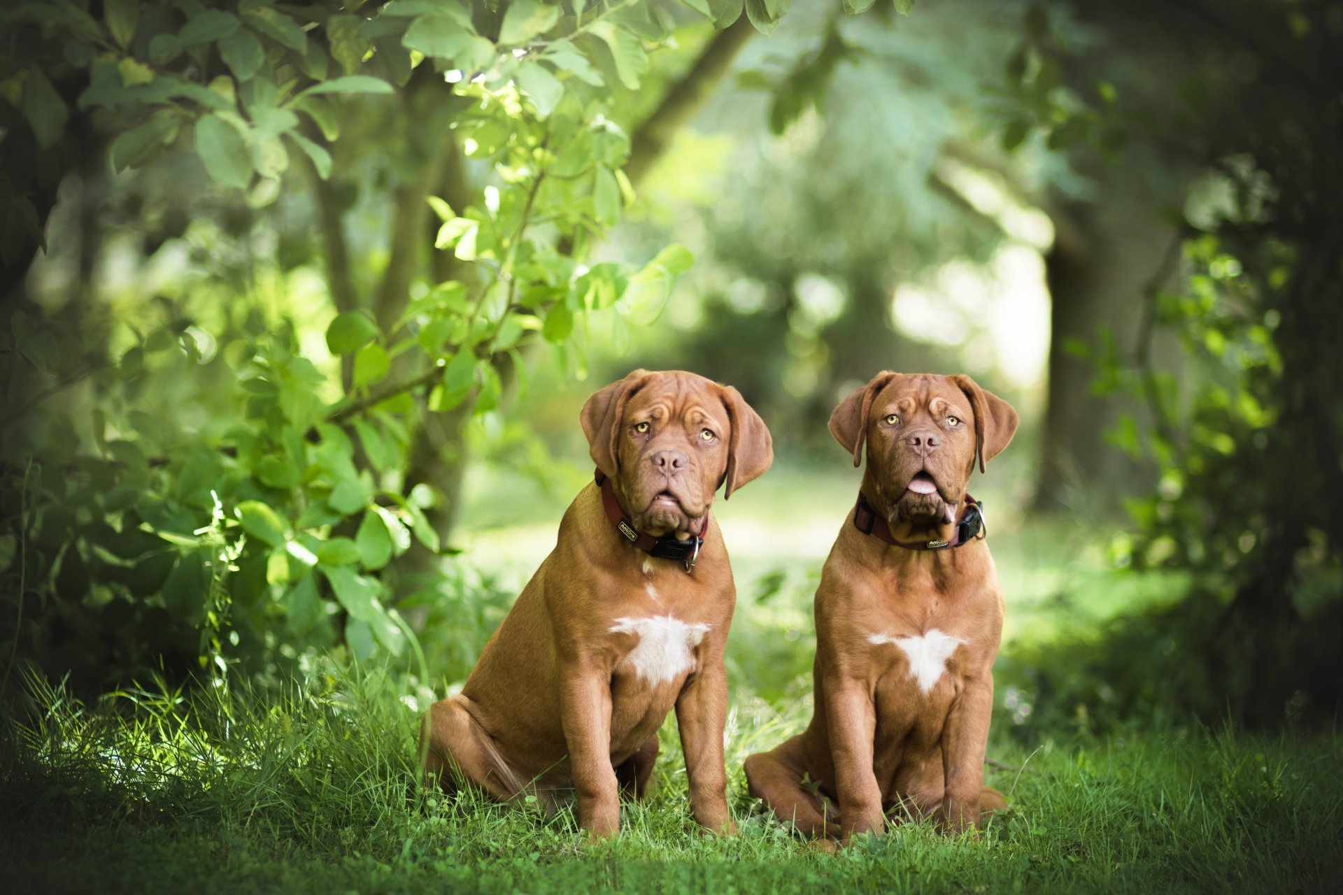 Dogue De Bordeaux Wallpapers