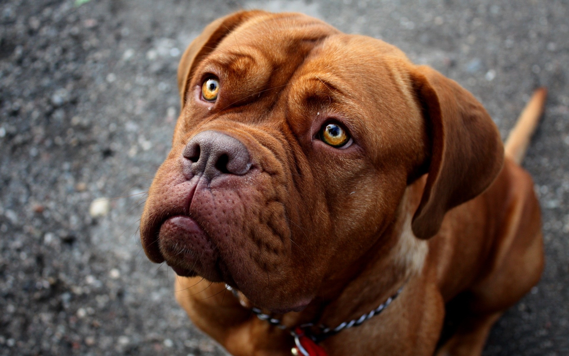 Dogue De Bordeaux Wallpapers