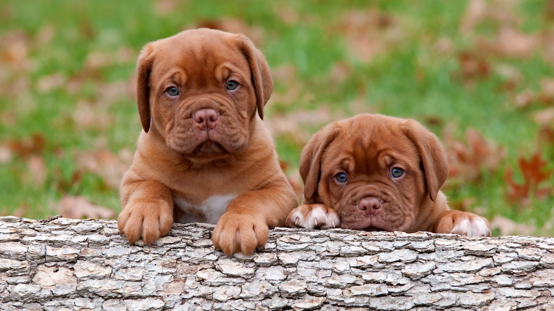 Dogue De Bordeaux Wallpapers