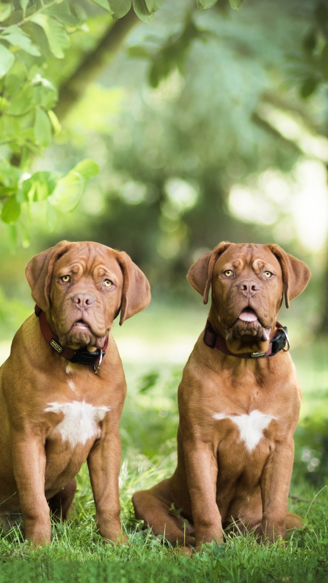 Dogue De Bordeaux Wallpapers