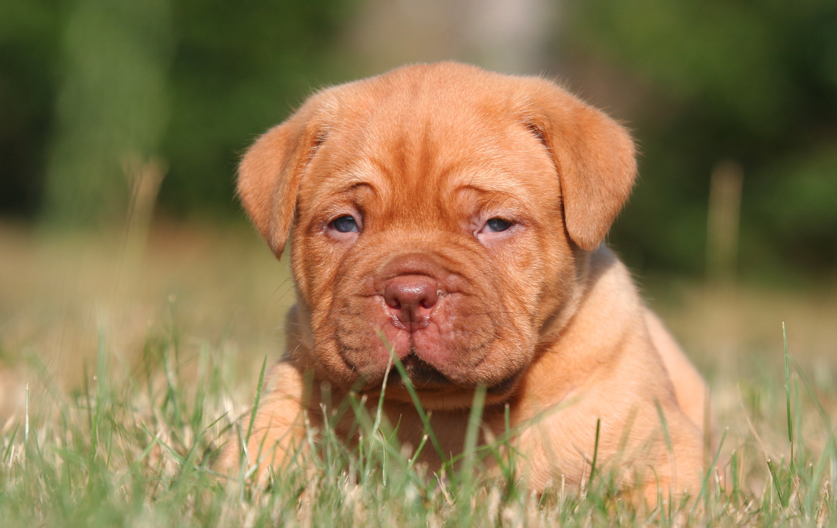 Dogue De Bordeaux Wallpapers