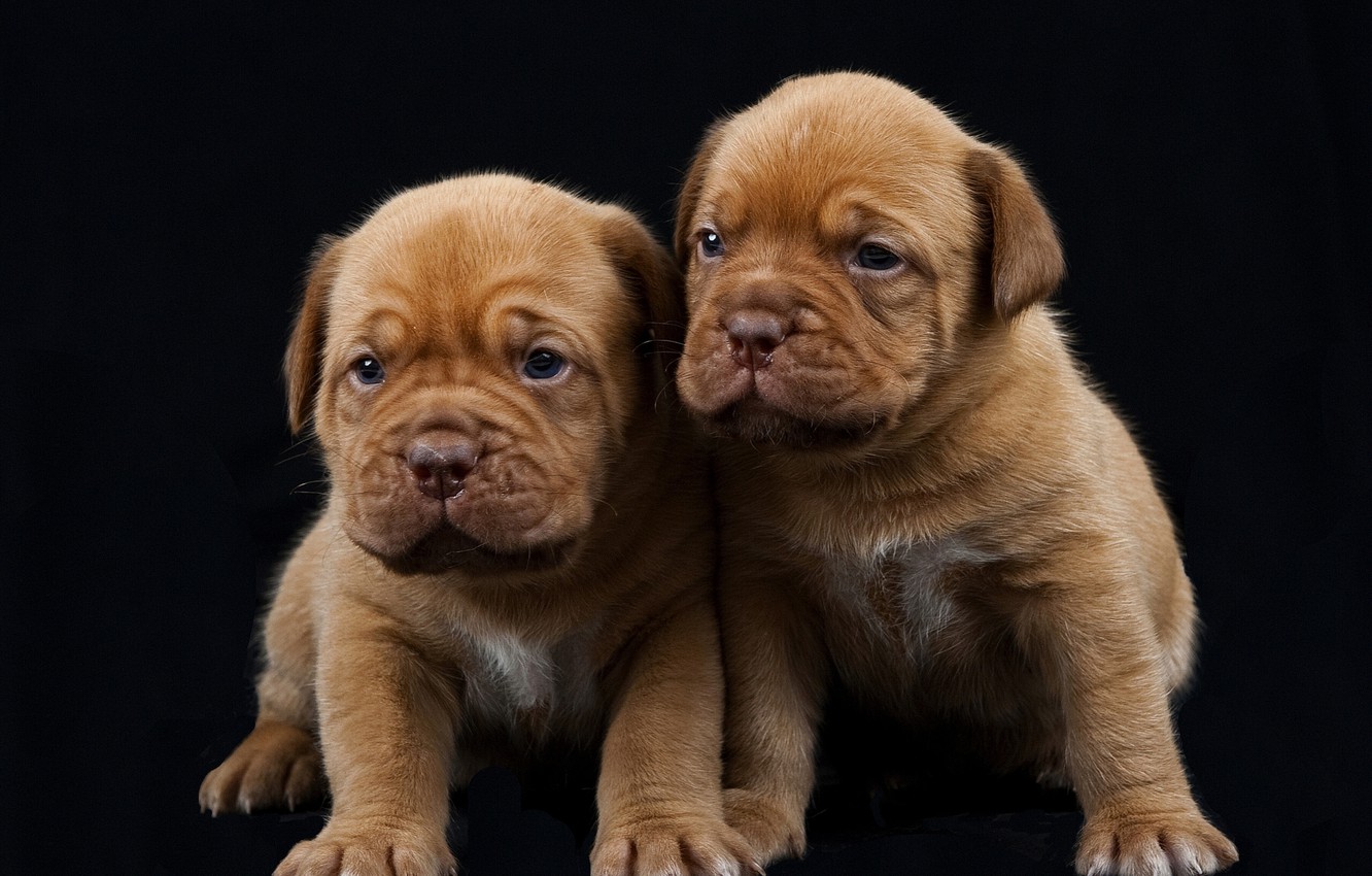 Dogue De Bordeaux Wallpapers