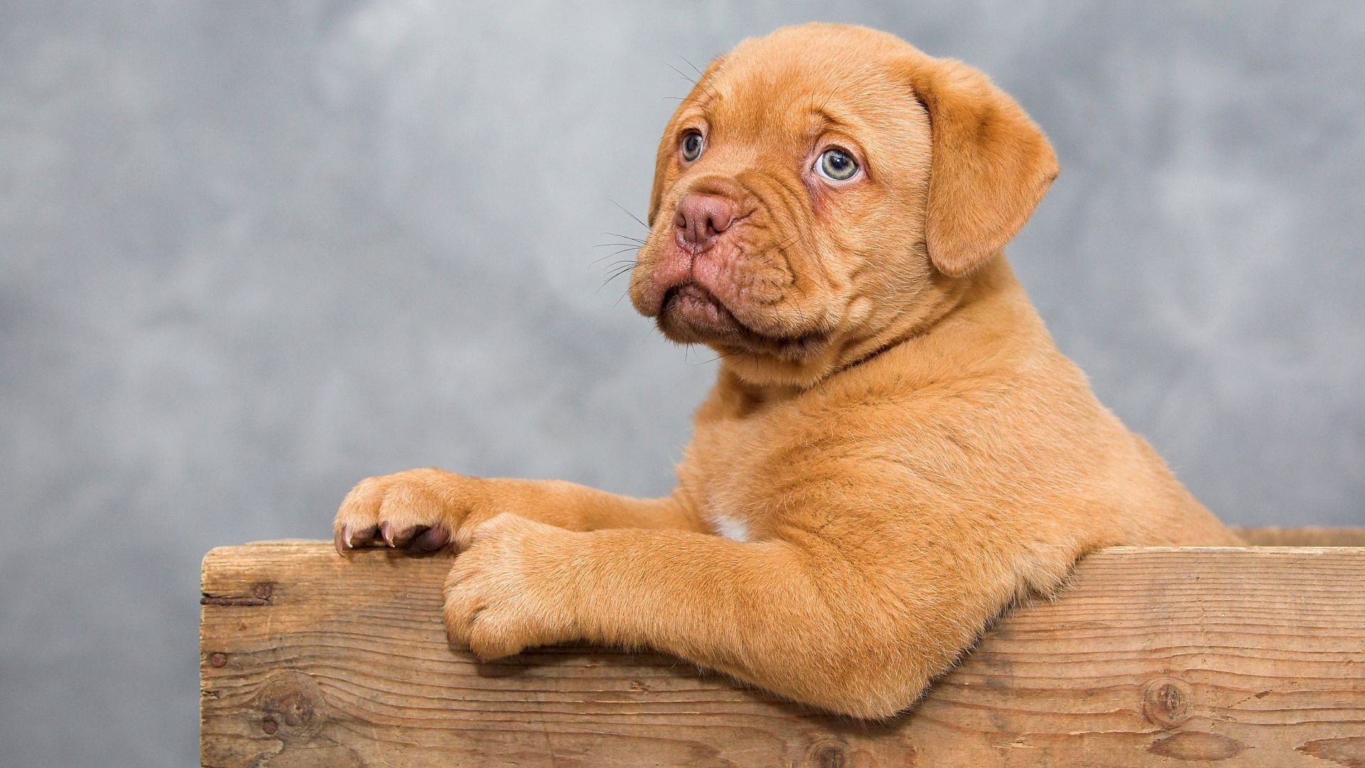 Dogue De Bordeaux Wallpapers