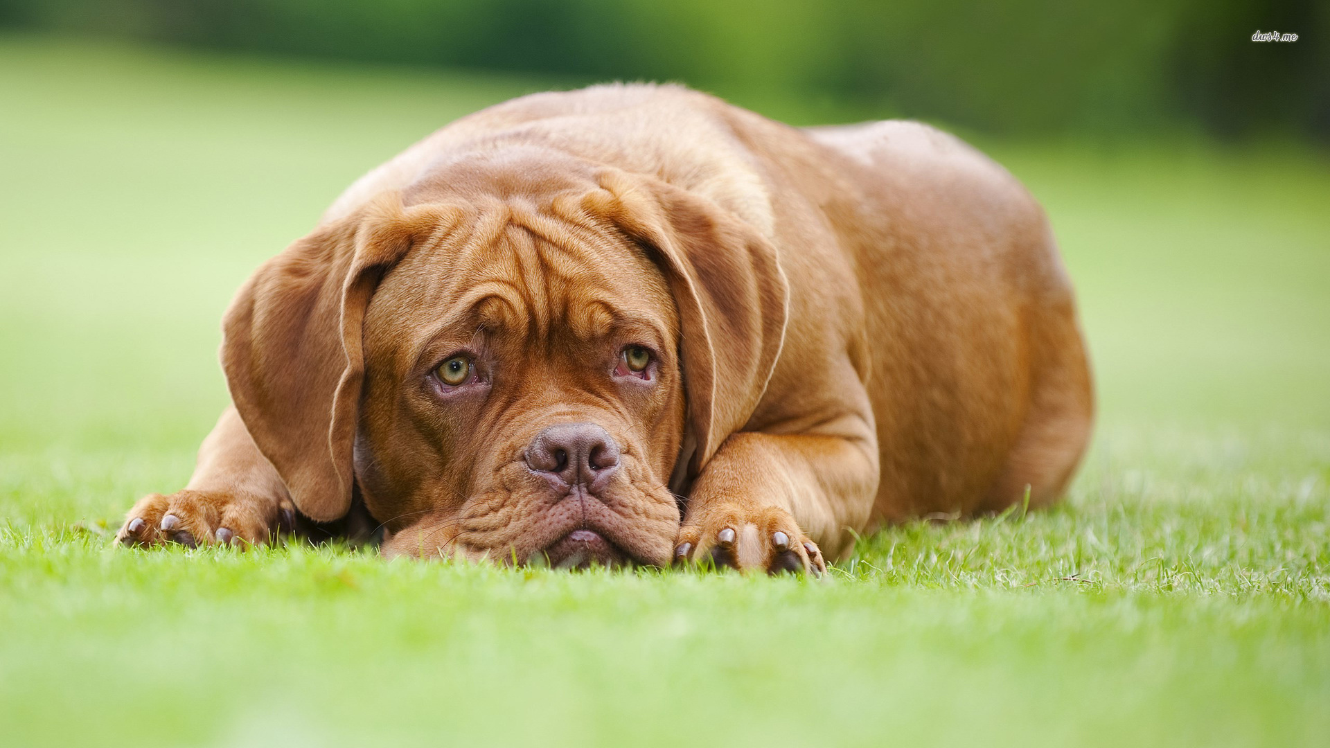 Dogue De Bordeaux Wallpapers