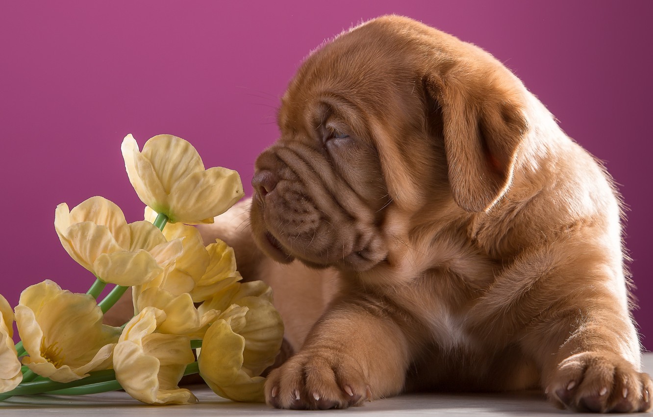 Dogue De Bordeaux Wallpapers