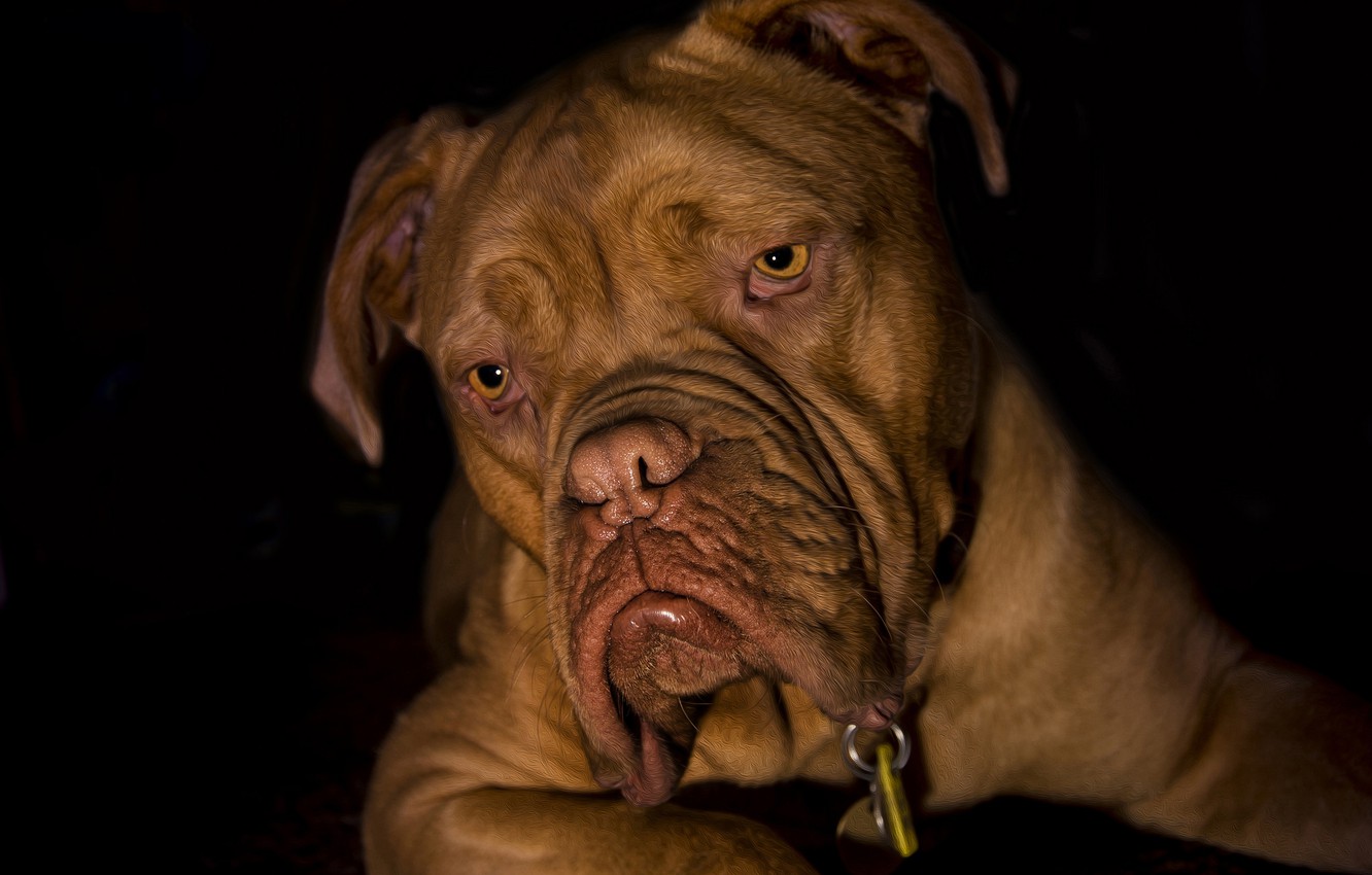 Dogue De Bordeaux Wallpapers