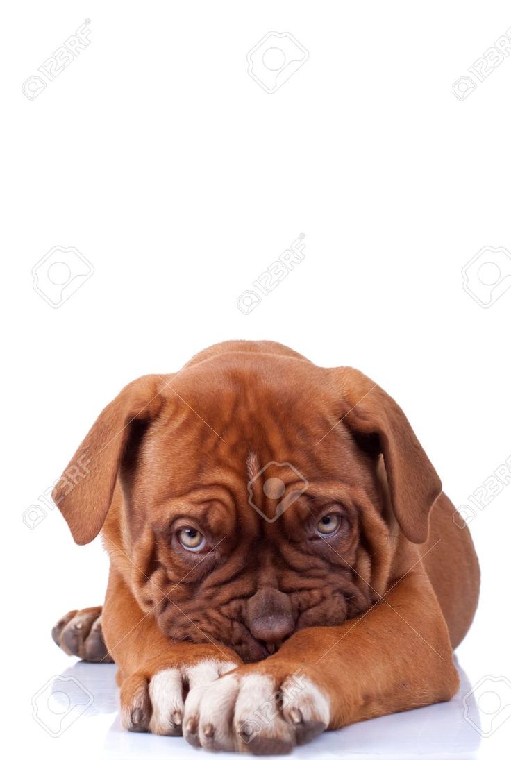 Dogue De Bordeaux Wallpapers