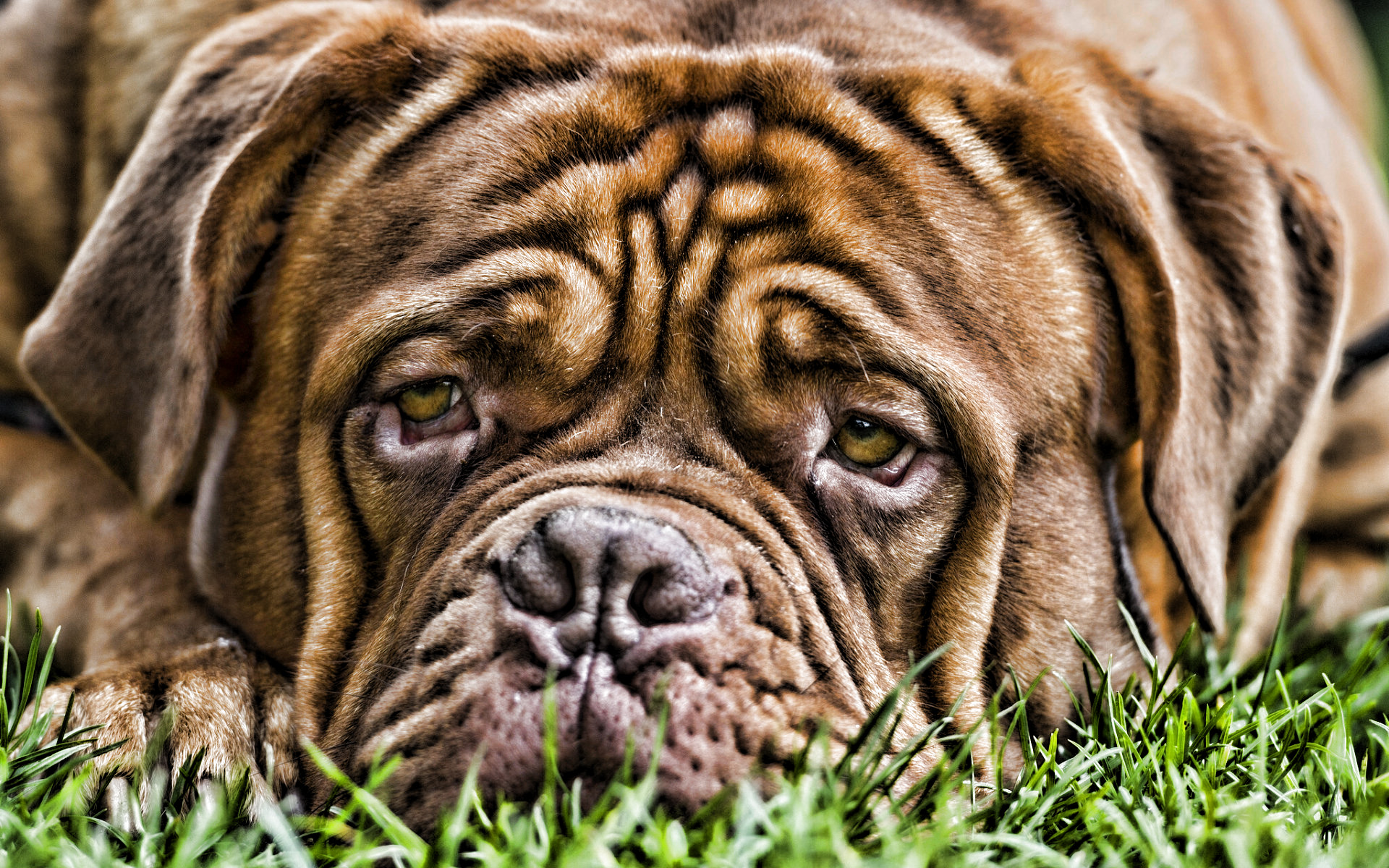 Dogue De Bordeaux Wallpapers