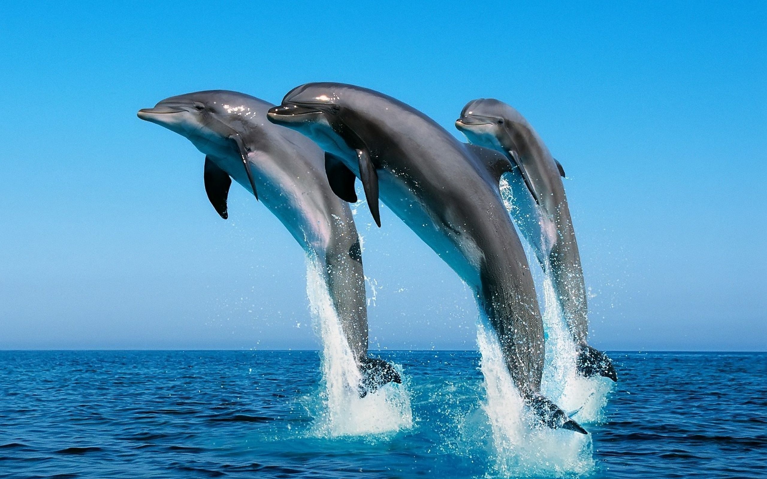 Dolphin Wallpapers