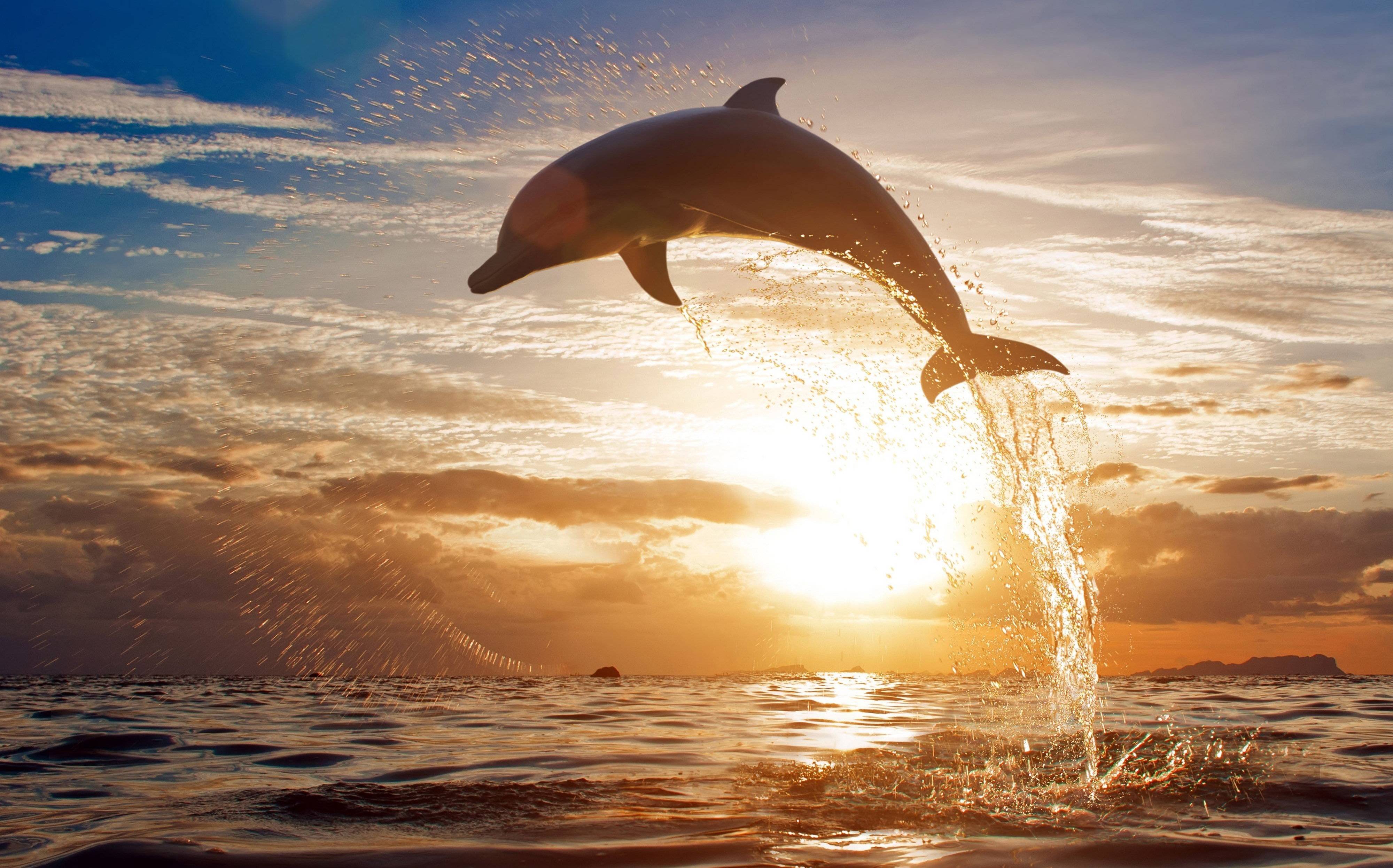 Dolphin Wallpapers